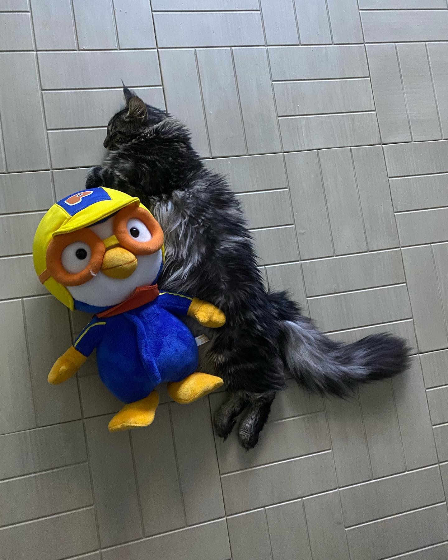 뽀로로와 함께 잠자는 월이ㅋㅋㅋ