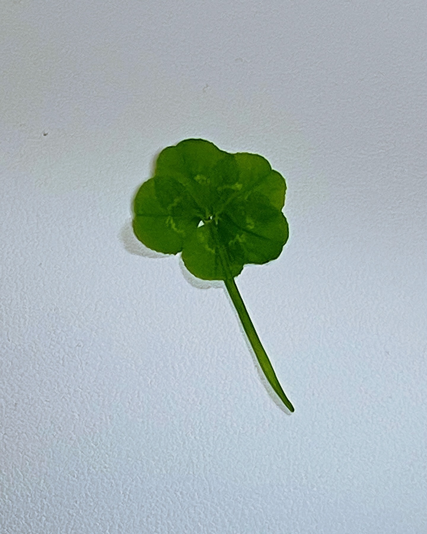 오잎클로버🍀