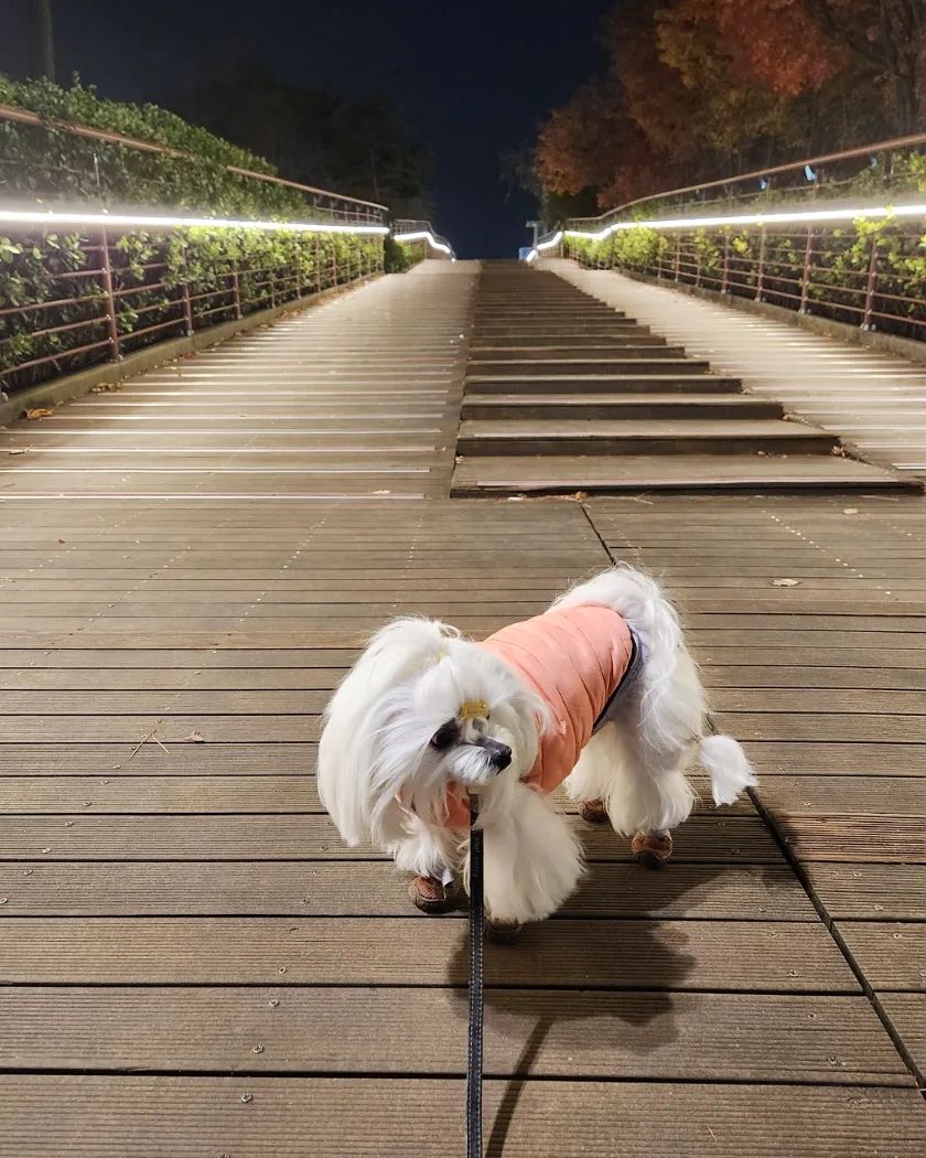저녁식사하고 저녁 💩  싸러 나간 우리집 강아지 🐶 

#실외배변
#점점무서워진다
#코시렵고
#손이렵고
#너도
#똥꼬시려울텐데
#실내배변
#안되겠니
