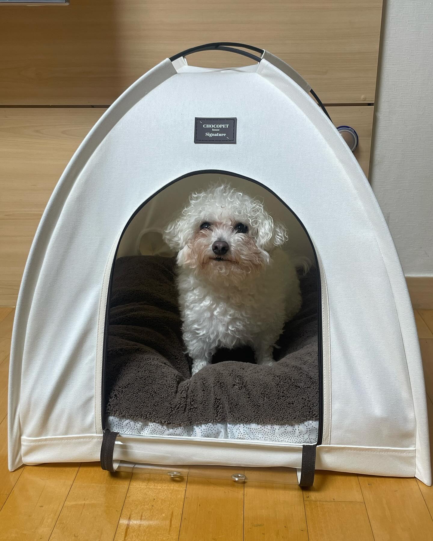#광고 #초코펫하우스 #강아지목욕 
드라이기를 너무너무 싫어하는 김진쥬🐶
말릴 때는 엄마도 스트레스 😡
순하디 순한 김진쥬도 드라이기만 들이대면 엄마한테 이빨을 보여버리는데ㅠㅠ
때마침 ! 진쥬와 엄마 모두를 위한 #펫드라이룸 ! 두둥 !
진쥬 애착 집이 따로 있어서 집을 두 개 두기엔 좀 그래서ㅠㅠ
근데 이건 마지막 사진처럼 딱 보관가방에 넣어서 장에 넣어두기도 딱 좋은 크기 ! 무게도 가볍고 딱 좋아요 !
겁 많은 진주가 #드라이룸 안에서 간식 먹은것은 처음 ,,
다 말리고도 나오라해도 안나와버린적은 또 처음,, 
적응해버렸다 ! 감사해요 #초코펫 !