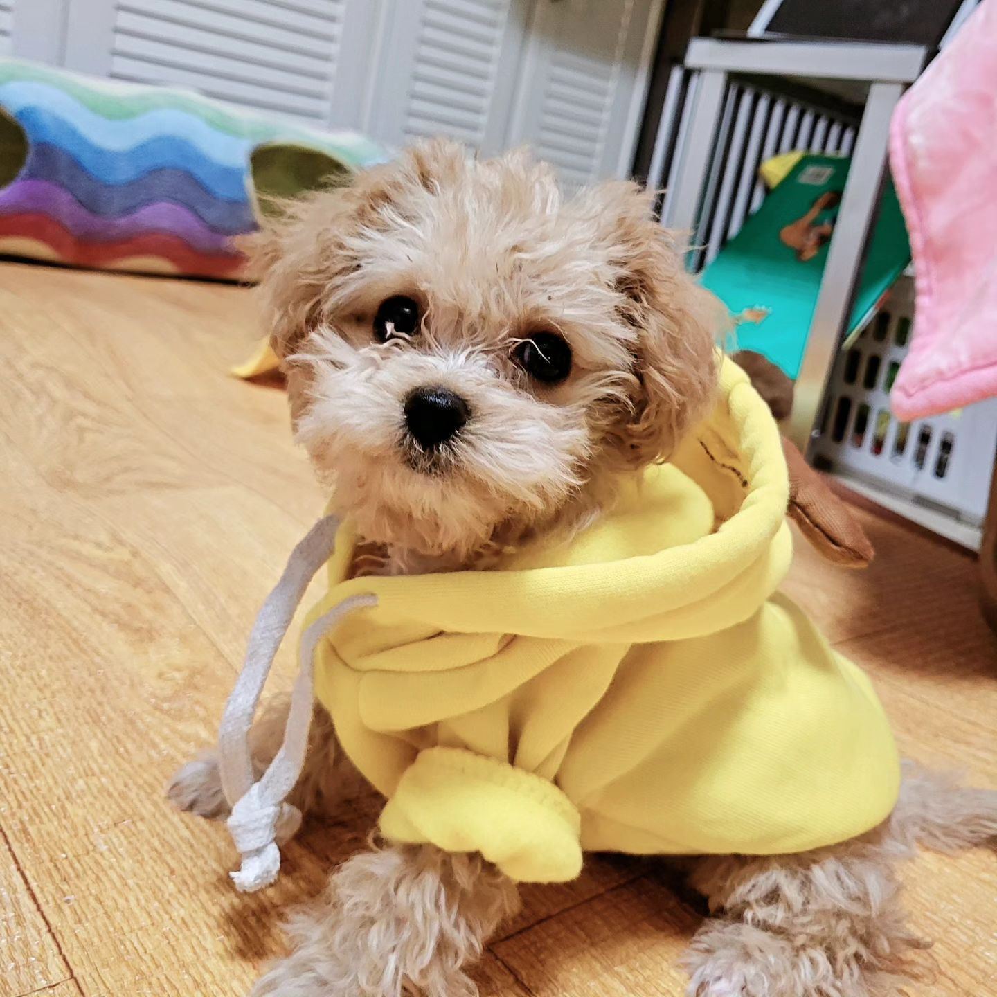 #모카#말티푸#예쁜막내#댕댕이#강아지#협찬환영#뭉뭉이그램