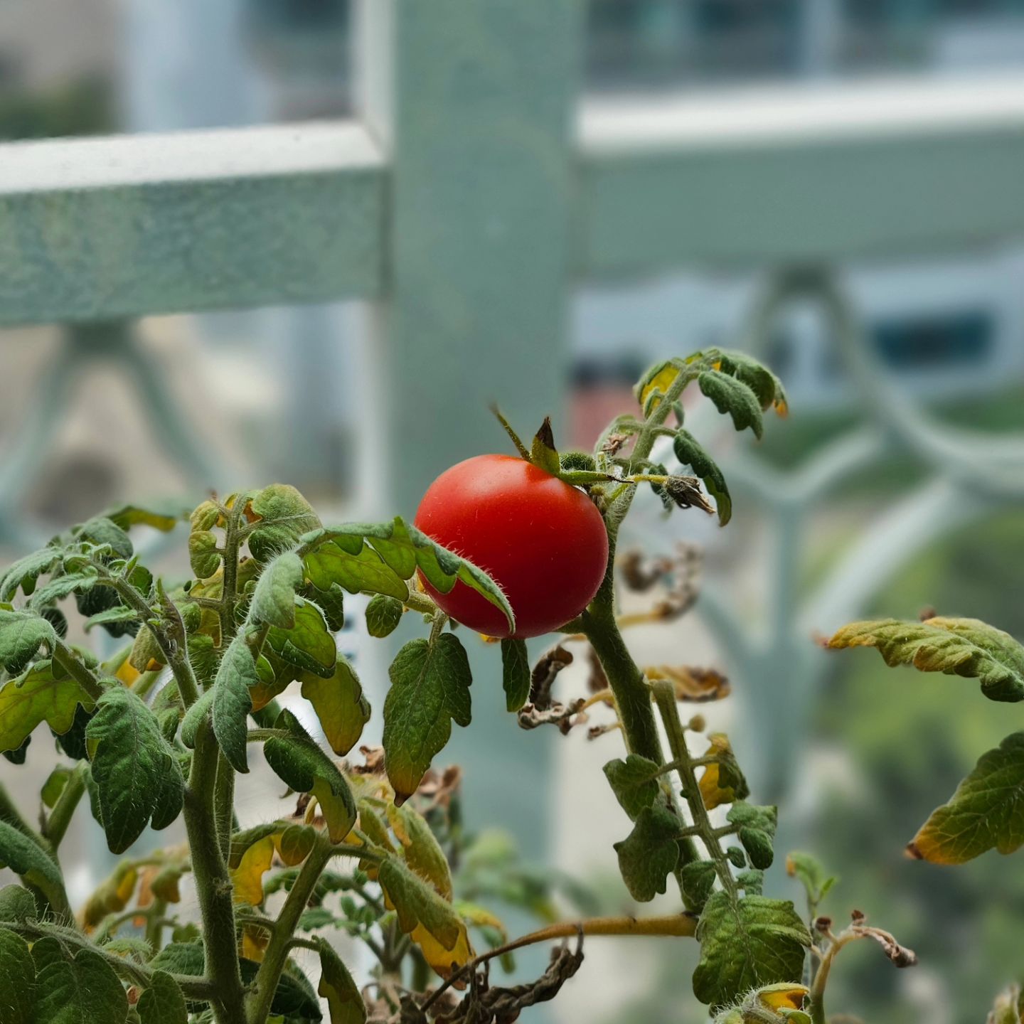 🍅

농부 지유가 키운 토마토
정성가득 키웠는데
🥵여름날씨가.. 도와주질않아서
유일하게 1알만 열림😂

소중한 토마토는
할아버지 생신 선물로..🎁