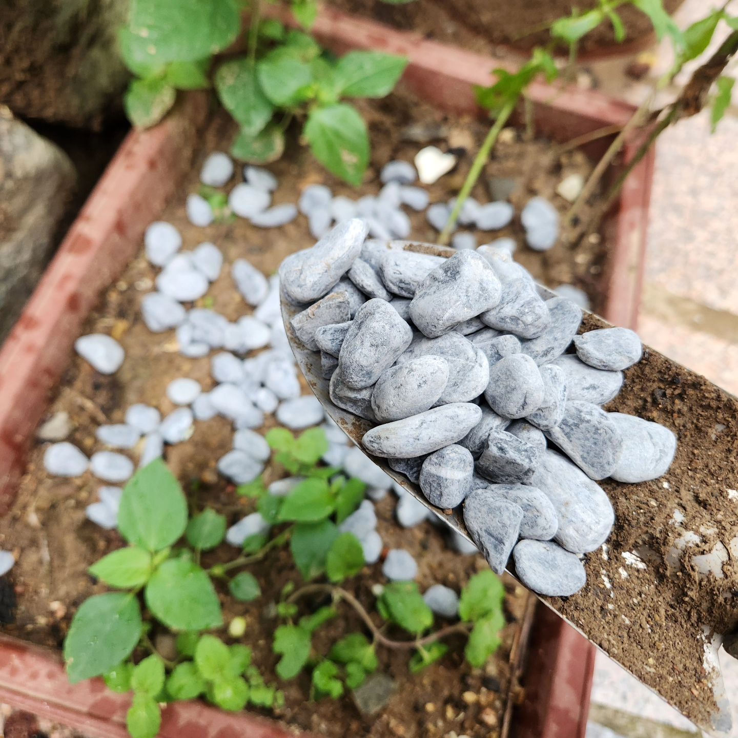 친정집 마당 화단꾸미기🌿
단조로웠던 화단이 
조경자갈로 화사하고 예뻐짐😊

씨엠즈 조경자갈🪨
https://smartstore.naver.com/cm_s/products/10035919328

#화단꾸미기 #조경자갈 #어항자갈 #마당꾸미기 
#씨엠즈 #화단데코 #인테리어자재 #자갈 
#화단자갈