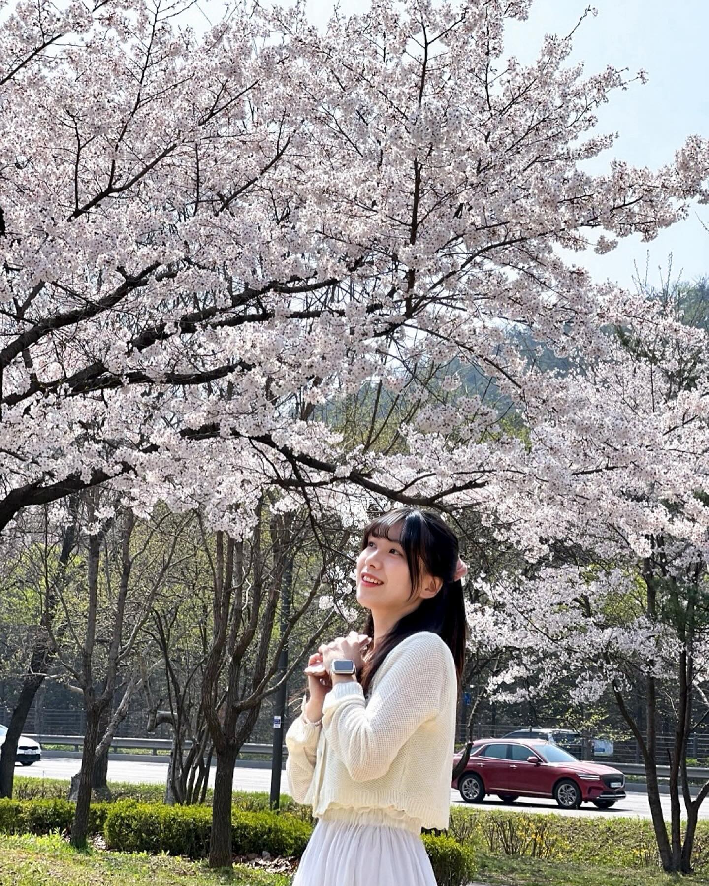 제가 일주일 내내 벚꽃 봐서
신난 사람으로 보이시나요?!

맞아요~!🌸