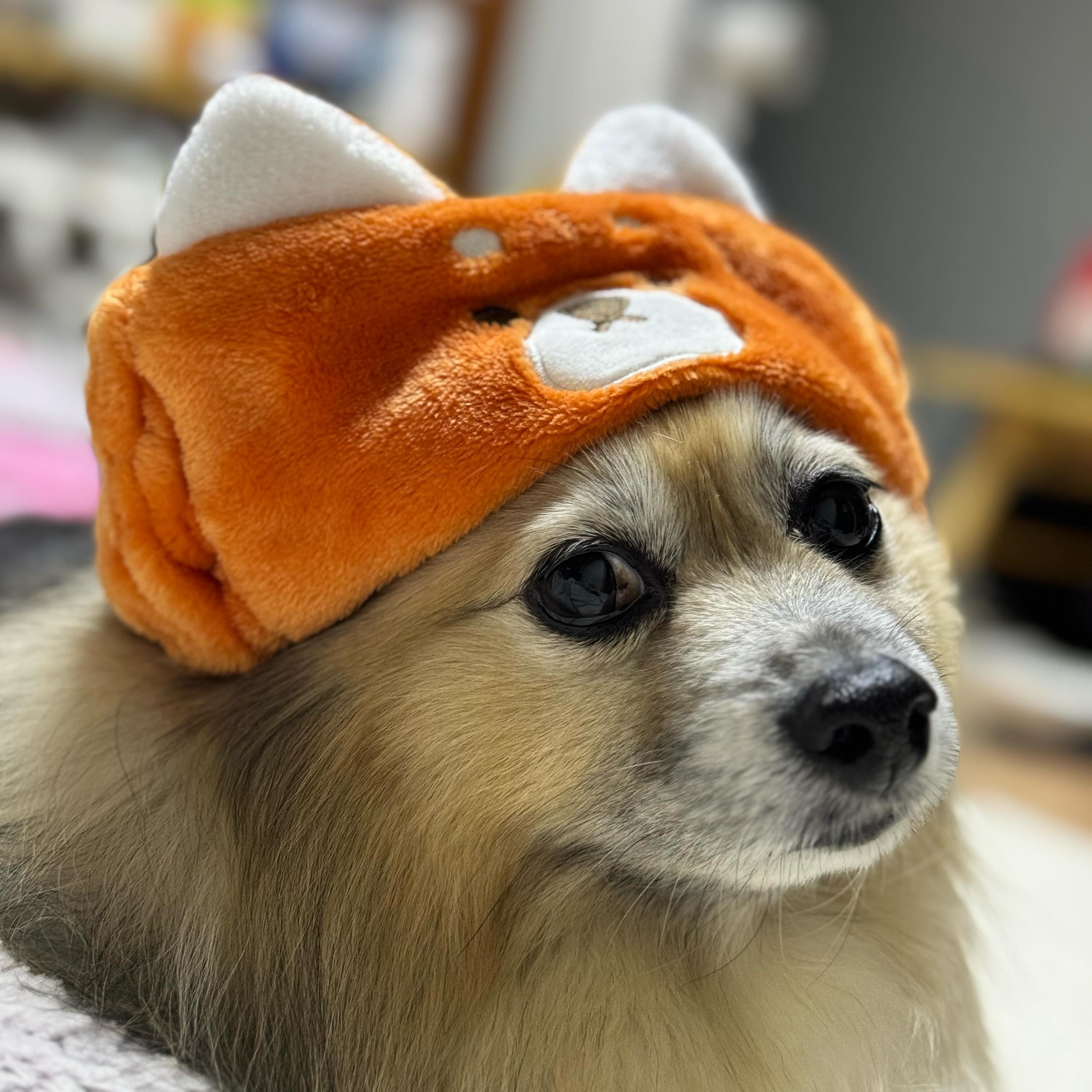 기분이 태도가 되는 강아지 어딴데?? 
　　 ₍ ˄·͈༝·͈˄ ₎
🐶 : (;ↀ⌓ↀ)
🥺 : 그렇게 쳐다보면 누나도 상처받아