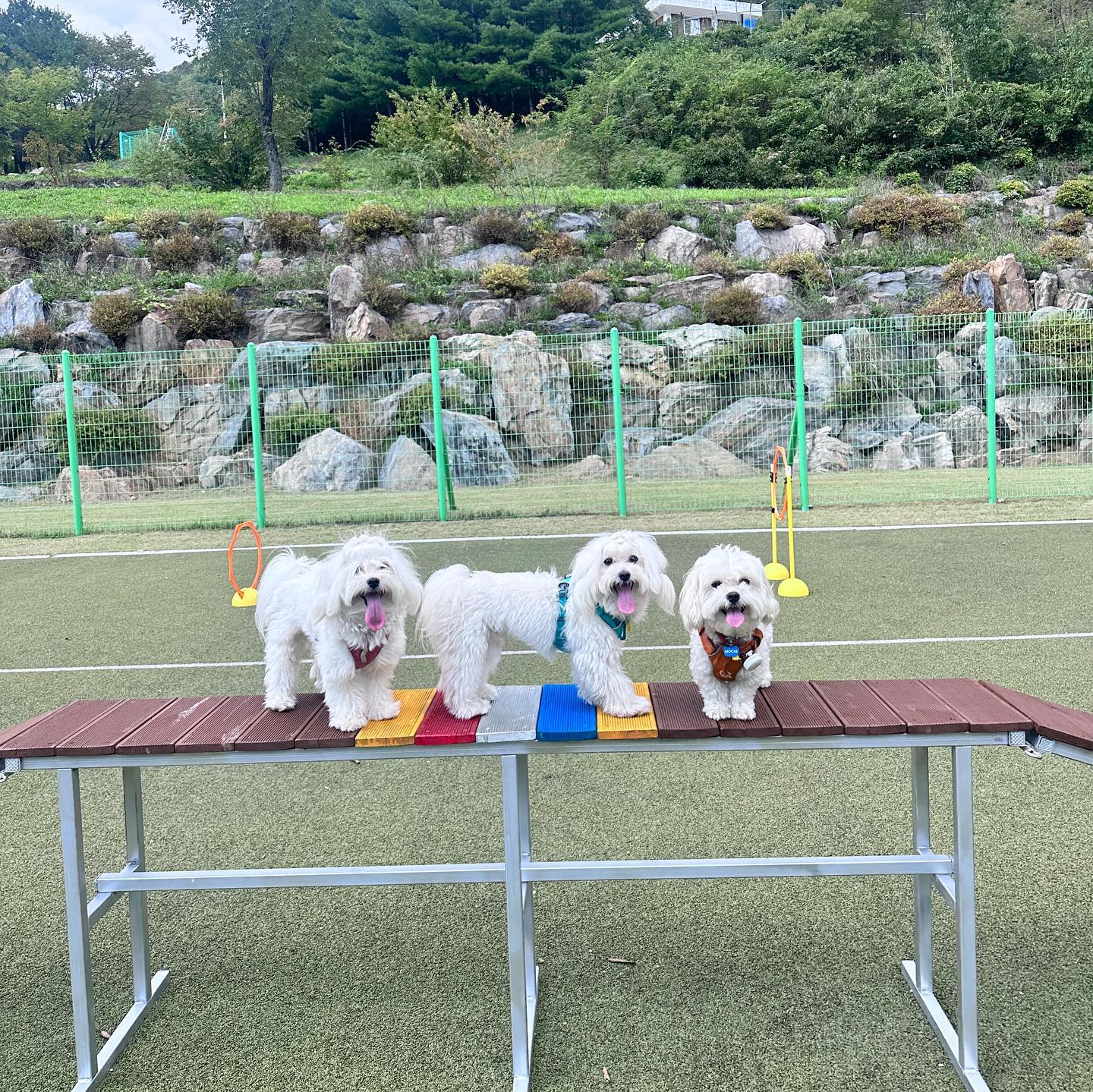 역시 가을에는 캠핑! 🥳🥳🥳
모찌는 두번째 보보베베는 견생 첫 캠핑! 👏여기 우리가 전세냈다!! ㅋㅋㅋ
.
.
.
.

#강아지캠핑 #강아지여행 #캠핑스타그램 #캠핑에미치다 #와와정선 #강아지동반캠핑장 #애견동반 #인친 #맞팔 #견주소통 #멍팔 #댕댕이 #일상 #강아지 #강아지일상 #좋아요반사 #사랑하기 #내보물 #귀여미