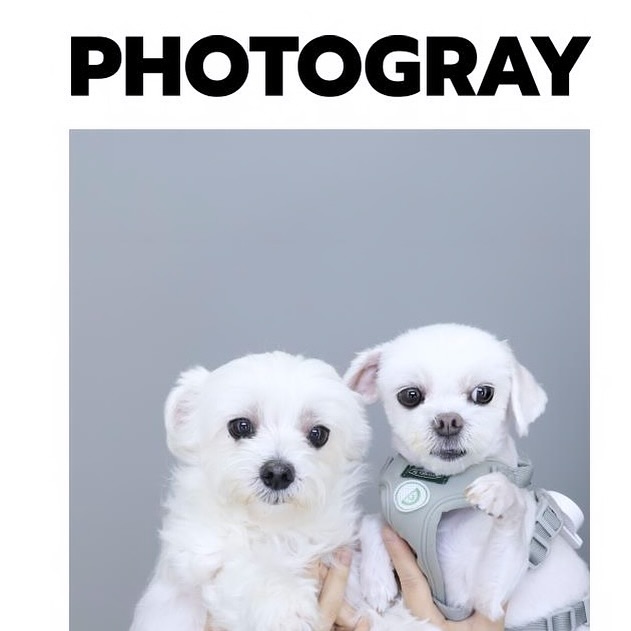 멍토그레이 🐶🩶🐶사진에서 꼬순내 진동 
 #포토그레이 #구름 #벼리 #말티즈