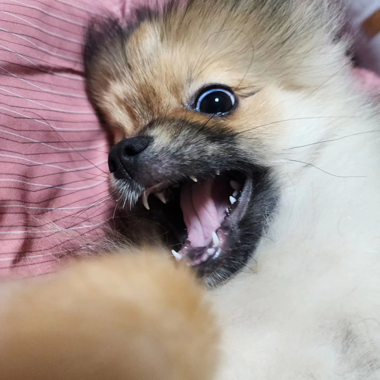 ❤️

강아지가사람을물어요😭사람 학대

#콜라 #뽀메