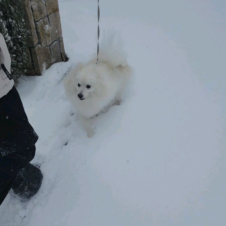 #폭설❄️ #눈이너무많이와서🌨❄️☃️ #캠핑취소하고 #집앞산책 
바람이 너무 불어서...촬영하기 힘들당 bobo___911
