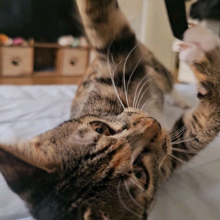 콘텐츠