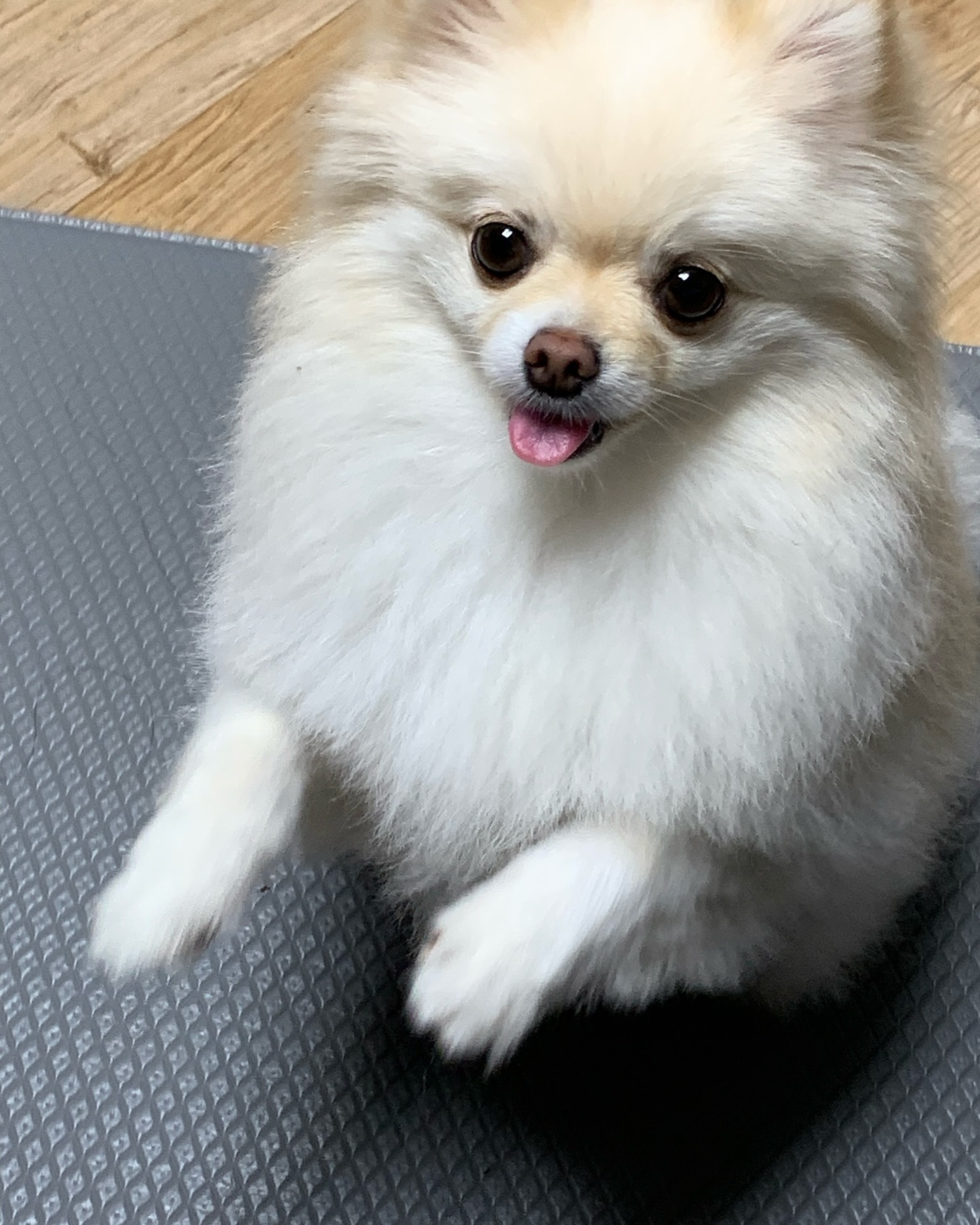 정확히 1년만에 컴백...!
칭구들아 오랜만이야 보리가 돌아왔어🥰
다사다난했던 1년이 지난 후 게으른 주인언니때문에 이제야 컴백!
칭구들아 잘 지내보쟈🐶🐾