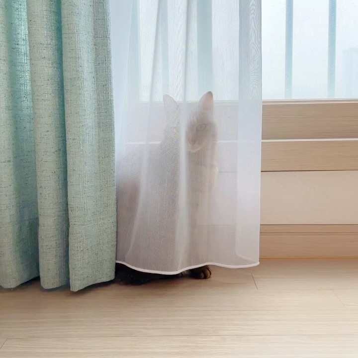 쉿! 숨바꼭질 중이에요🤫
솜이 잘 숨었죠😆

저는 괜히 솜이 어딨지? 안 보이네? 
못 찾겠는데! 하고 말해준답니다. 

야옹이들 잡기놀이, 숨바꼭질 정말 좋아하지 않나요. 
걸음아 나 살려라! 하고 도망치는 거 보면 너무 귀여워요💕

이번엔 커튼 뒤에서 저렇게 가만히 숨어 있길래 찍어봤어요. 
살금살금 손으로 잡으려 하니 바로 공격!👻

근데 지금 보니 커튼이 뜯어질 뻔했네요. 
…조심해야겠어요😅

#꼭꼭숨어라 
#머리카락보일라

#숨바꼭질 #고양이숨바꼭질 #고양이놀이 #냥이일상 #집사일기 #코숏고등어 #샴믹스 #솜이 #개냥이그램 #집사의행복 #cutecatpics #집사환영