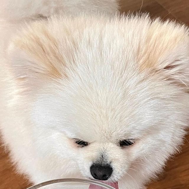 달 달 무슨 달 🌙 on Instagram: "#협찬 

안녕 댕칭구들 🐶
달이랑 포쿠코 rTG 오메가 3 같이 먹자 ❤️

3박스 구매시 1박스 증정해주는 
이벤트 중이니 얼른 Go Go 😝

사람도 영양제 많이 챙겨 먹으면 
간에 무리 오듯이 우리 강아지 칭구들도 
이것 저것 영양제 많이 먹으면 
간에 무리 온다는거 알고 계시죠 😭

포쿠코 알티지 오메가3는 
댕댕이들에게 유해한 영향을 미치는 
첨가물 모두 배제하고 
어떤 성분이 얼마나 들어 있는지 
확인할 수 있게 들어간 
성분 함량 하나하나 숨기지 않고 
투명하게 공개해서 안심하고 먹일 수 있어 💞

집사도 이것 저것 따로 주기 귀찮잖아
세계 특허 원료 추출 공법 오메가 3로 
반려동물 종합건강 올인원케어로 
포쿠코 알티지 오메가3 딱 1알 !!만 주면 
우리 댕댕이들 건강 케어는 끝이야 !! 

달이 원래 모량이 좋았긴한데 
오메가 3 먹인 후로부터 
미용 맡겼을때 사장님이 달이 모량이 
더 빼곡해졌다고 엄청 좋다고 하셨어 !!
눈물도 많이 잡힌거 같다고 !!
주변에서 이런 얘기를 들으니 
더 믿고 먹일 수 있겠더라구 ❤️

내 영양제는 까먹어도 
달이는 하루에 1알씩
매일 먹는 중 ❤️

💞포쿠코 알티지 오메가3는 ?

✔️ 유효성분 EPA+DHA 300mg 
  첨가물 없이 오직 순수 오메가3만
  담았습니다
✔️ IFOS 5 STAR 🌟 인증원료
  우리 아이가 먹는 거니까 
  프리미엄 원료 사용
✔️ 3세대 rTG형태 오메가
  우리 아이 체네 흡수율 up!! 
  위장장애 down!!
✔️ 세계 3대 원료사 SOLUTEX 오일 사용
  특허 저온 초임계 추출 공법으로 
  순수 오메가3 제공
✔️ 포쿠코 전문 IMTS 포물러
  영양제를 감별하는
  안정성 검사 시스템 구축
✔️ 산패•공기•습기 완벽 차단 !
 산패도 검사 완료 & PVC 블리스터 
  개별 포장 
✔️ Non -GMO (유전자재조합식품 
  무첨가)
 유전자조작 농산물을 전혀 
  사용하지 않은 제품

포쿠코 알티지 오메가3가 
더 궁금하신 분들은
🏷️ @for_cuco 

[체험단] 해당 브랜드로부터 제품을 무료로 제공 받았지만, 솔직하게 작성하였습니다.

#광고#포쿠코#강아지영양제#강아지영양제추천#강아지오메가3#강아지오메가3추천#강아지건강#반려동물영양제#반려견건강#강아지건강관리#반려견건강관리#강아지건강습과#포쿠코가지켜줄개"