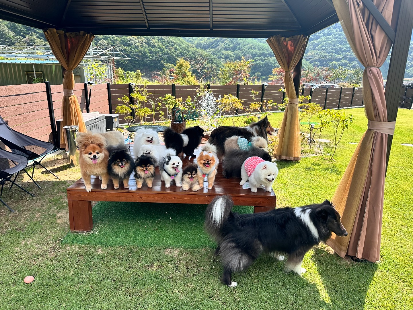 #20240831#오늘의오둥이#몽썸펜션#10인15댕
지난주말 10명에 15댕댕이와 함께한 1박2일!!
밀양이 몽썸펜션!!
진짜 모든것이 완벽한 펜션이었다!!! 감동!!
조만간 또 놀러가야징~~
신나게 놀고 먹고! 알차게 보낸 1박2일❤️