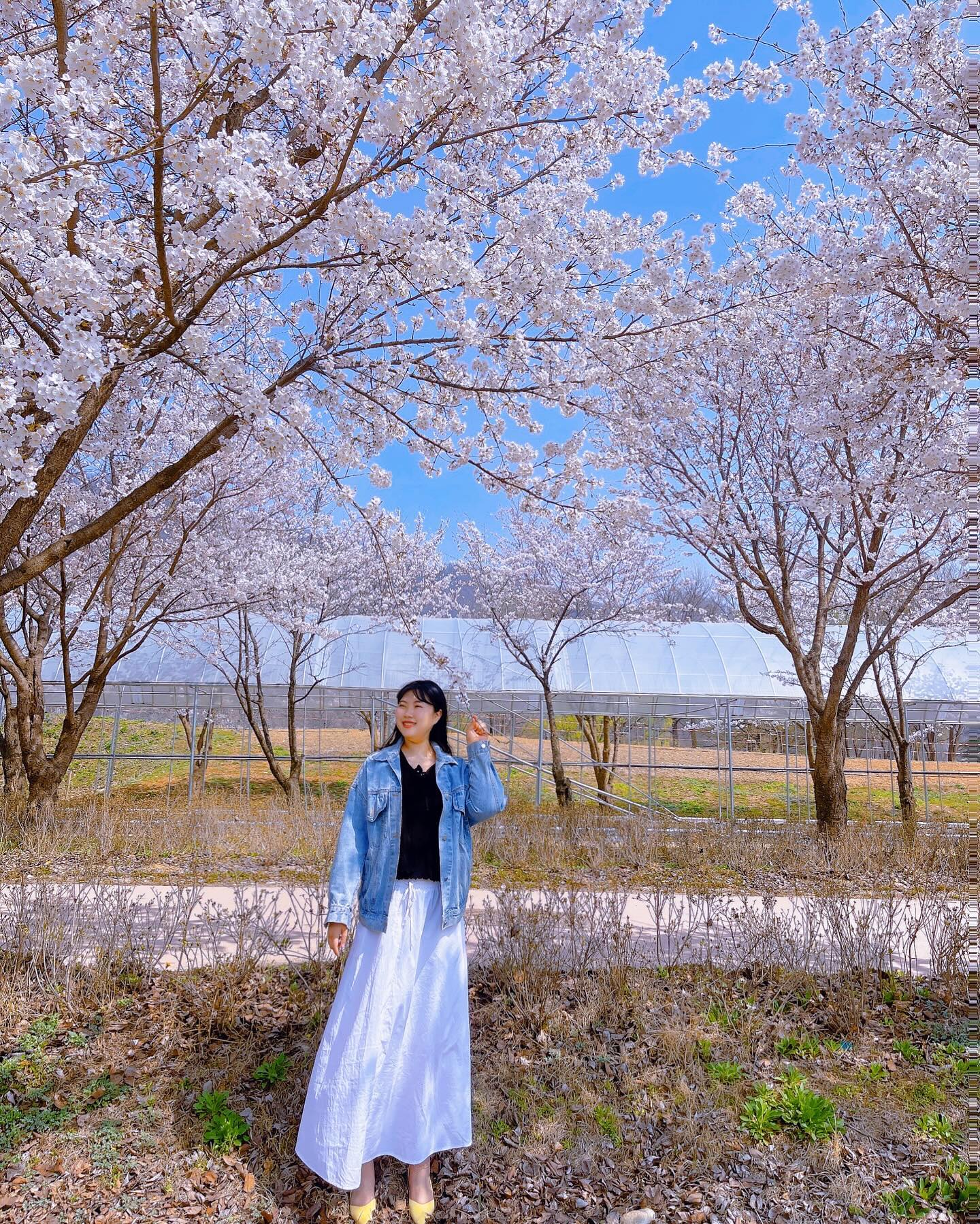 뭉게뭉게 벚꽃 열차 탔다🌸
자라섬, 가평은 이번 주 부터 만개 할거 같아요🌸
꽃반지 대신 줄기반지🎋이파리 깨알❤️
-
#가평 #가평벚꽃 #벚꽃 #벚꽃축제 #자라섬 #자라섬벚꽃 #줄기반지