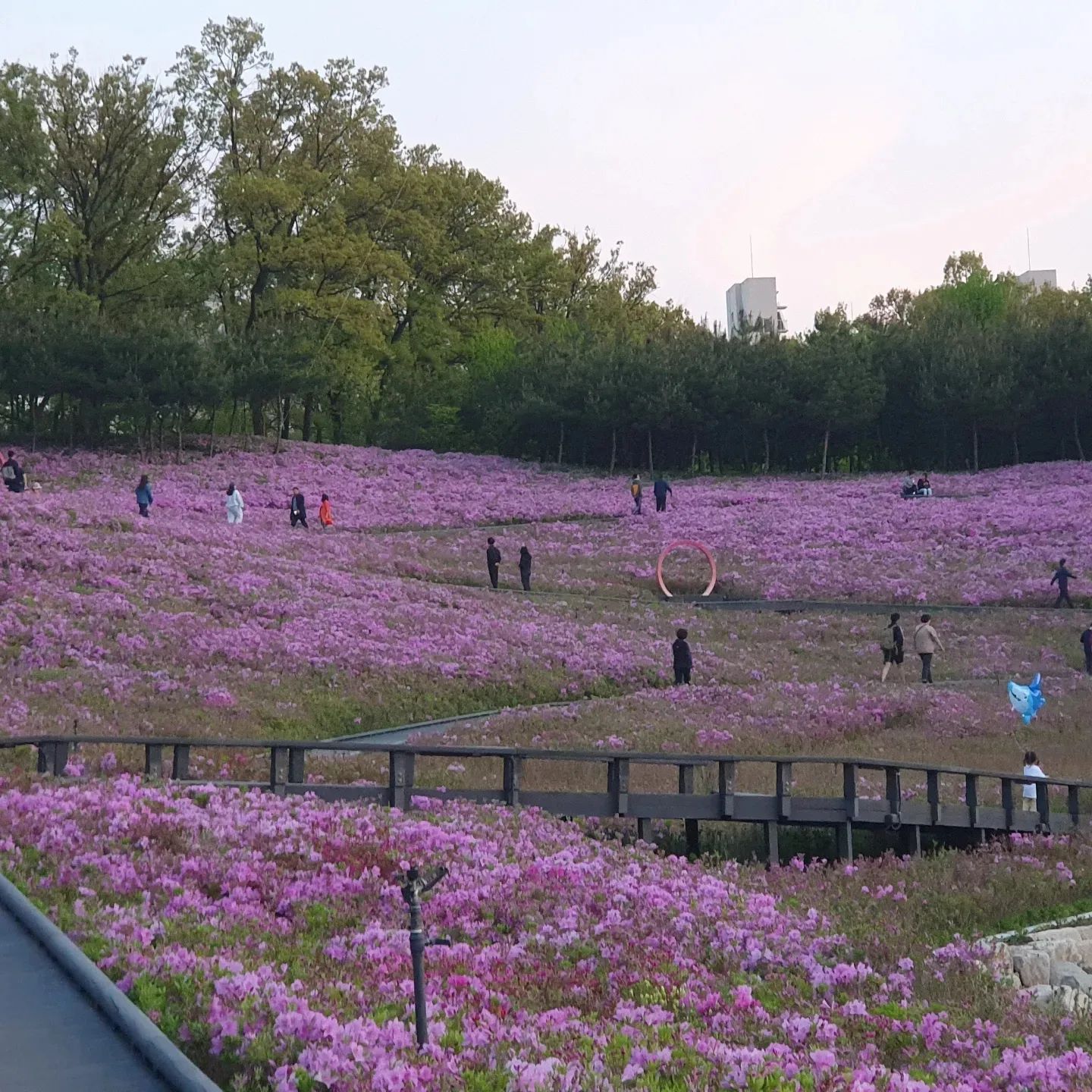 장관이다. 장관
#불암산철쭉제 
#불암산나비정원