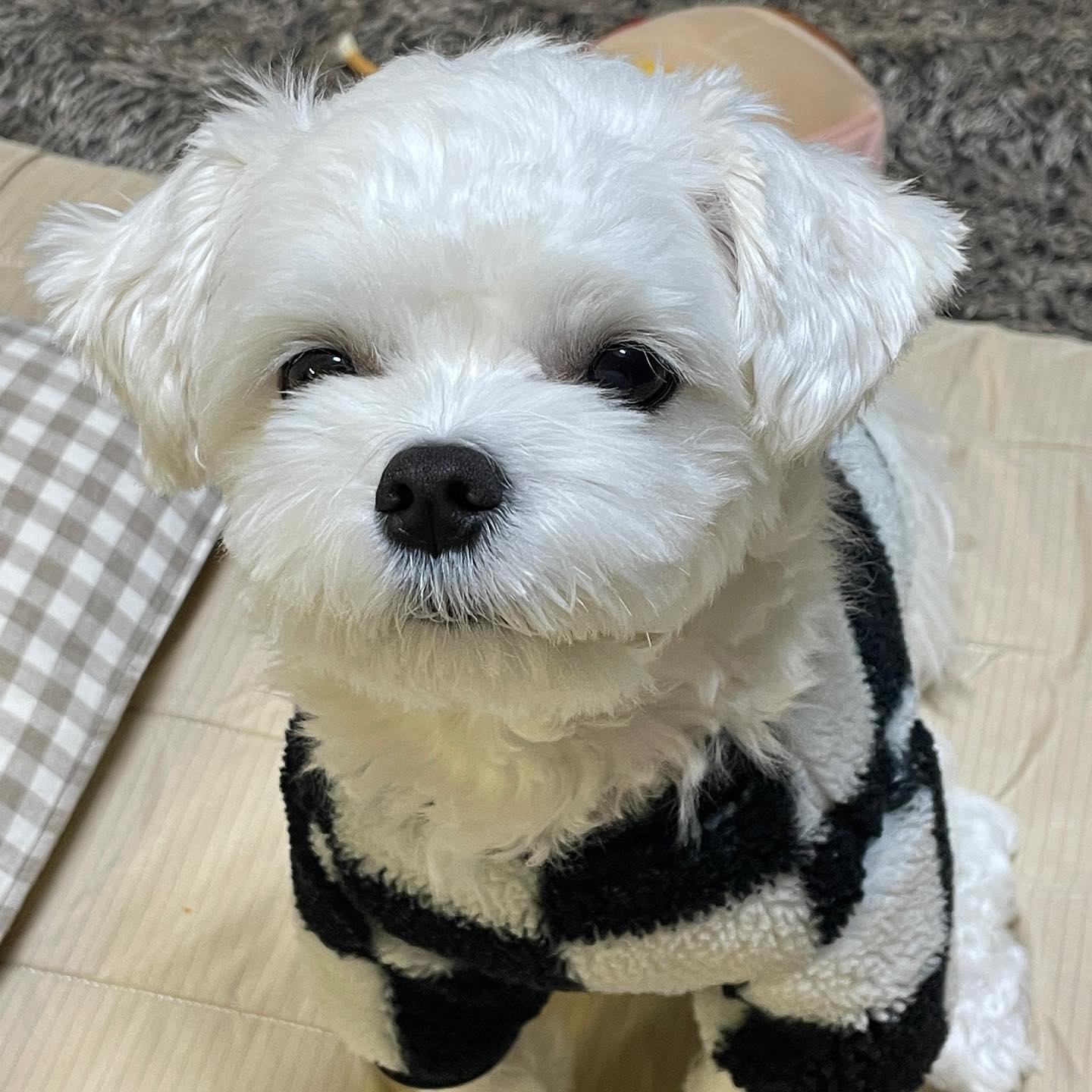 아련보스 루이쨩 이제 이 옷 딱 맞네 ㅠㅡㅠ
