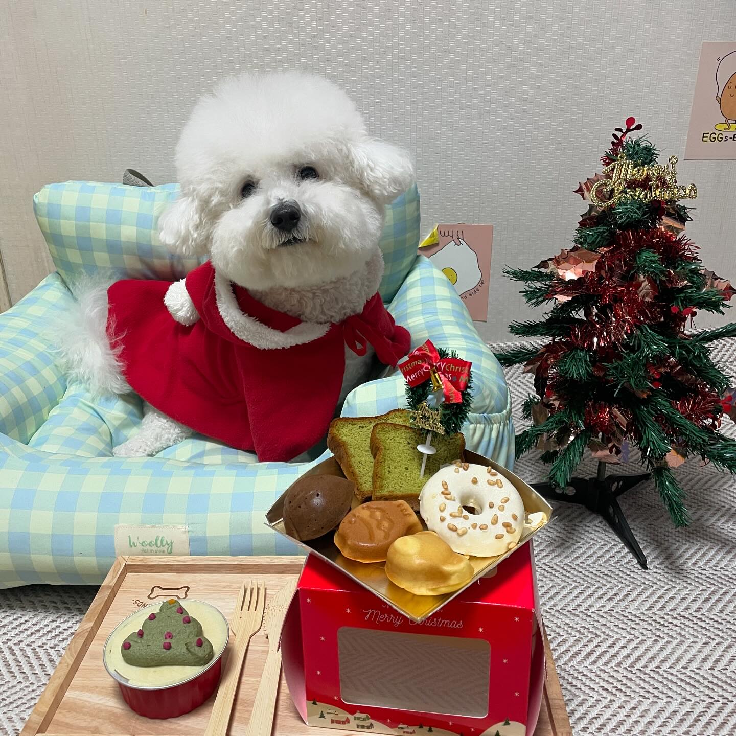 #광고 

🎄MERRY CHIRSTMAS🎄

ෆ 애니콩 ෆ 에서 오찌를 위해 🎁애니콩 크리스마스 세트🎁를 보내주셨어!

알러지 때문에 육류를 먹지 못하는 오찌에게 너무나도 좋은 선물을 보내주셨지 모야 ㅎ

✔️ 애니콩은 비건 베이커리로 육류가 들어가지 않는대! 

또, 2024년 햅쌀을 이용해 만든 쌀케이크라서 너무너무 맛있더라구 🐶🤍
경북 의성군 농부들이 농사짓는 특별하고 신선한 농작물을 이용해 만들었다구 해 👍🏻

믿고 먹는 애니콩! 지금 15일까지 사전 구매 하시는 분들은 29,900원에 구매 가능해 🫶🏻🫶🏻

📣 2024년 크리스마스로 🎄케이크와 다양한 간식들을 한번에 즐길 수 있는 세트 구성! (총 8가지 세트 한 박스)

☺︎ ັ 구성품 
1. 케이크 (원형 모양) 
2. 붕어빵 1개 
3. 조가비 1개 
4, 밤빵 1개 
5. 크리스마스 리스 1개 
6. 크리스마스 초 1개 
7. 시금치 파운드 케이크 2조각 
8. 포크, 나이프 

🎁 annie.cong

#애니콩 #크리스마스 #강아지크리스마스 #크리스마스선물 #강아지선물 #강아지생일 #강아지간식 #케이크 #강아지케이크 #붕어빵