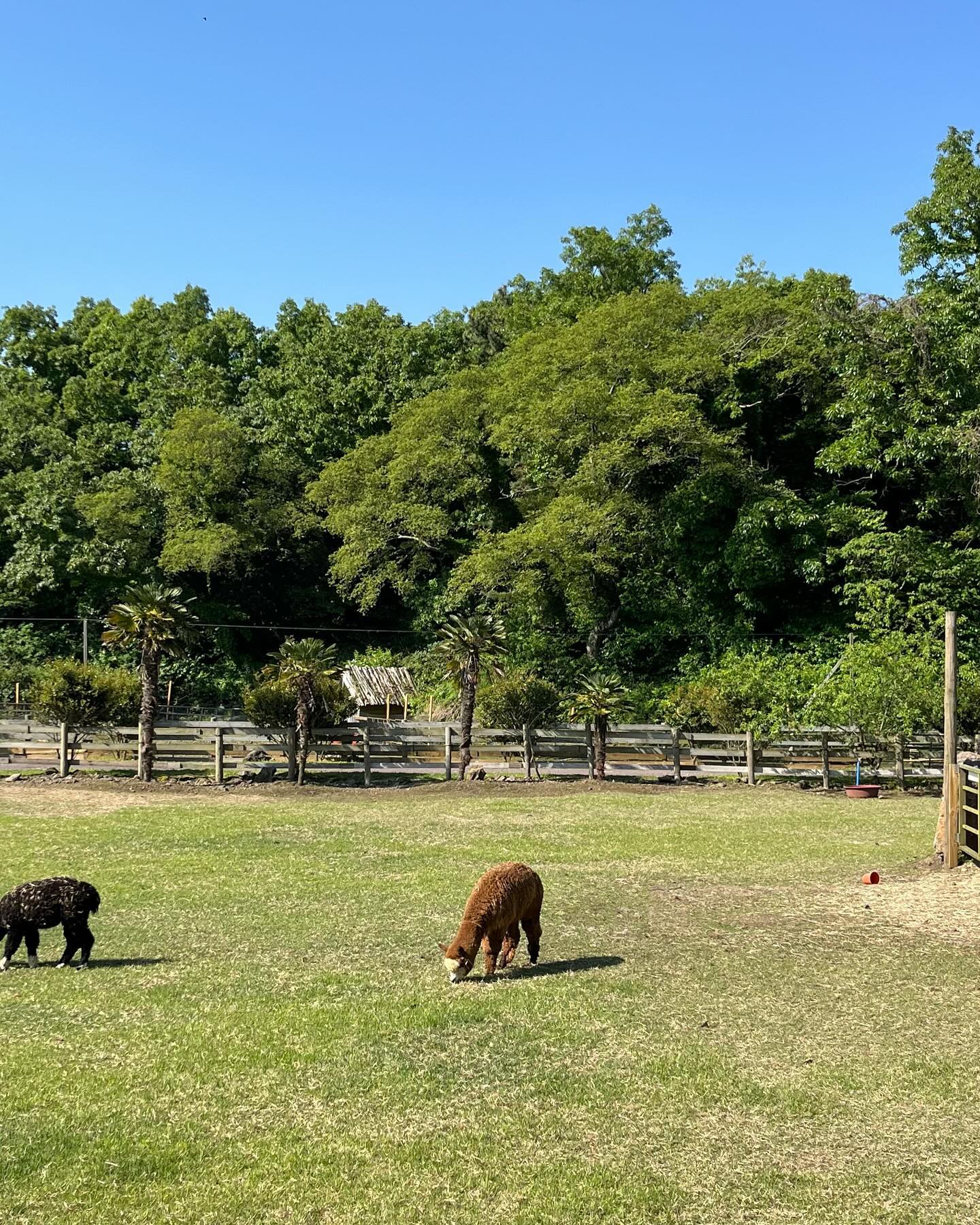동화같은 목장 🦙🌳🧃