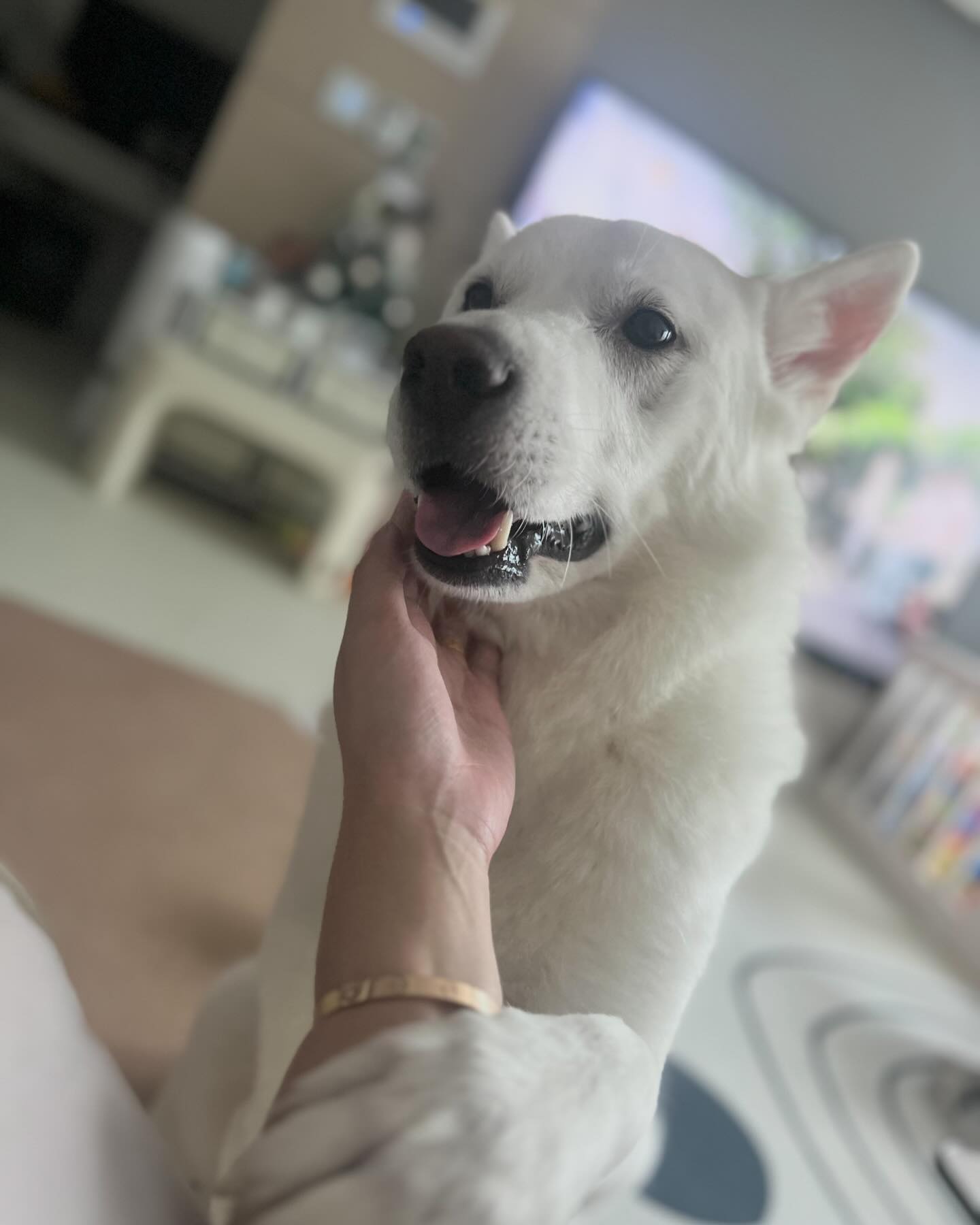 오늘따라 굉장히 적극적이다 ㄴㅓ어?? 😏🩶

#밥하고있으니기다려