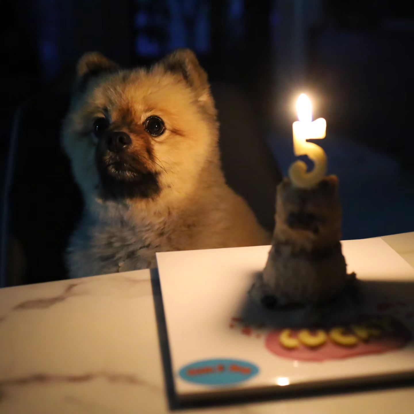 스펙타클한 0814 #5살생일 🎂🎉
파티도 찐하게 했는데..
갑자기 말도 안되게 아파서
럭키가 무지개다리를 건너는 줄 알았던
피 말리는 럭키 생일 주간 😭

어제 일요일 오후 9시
사료먹다 혼자 현관문 소리에 놀라
켁켁 거리고 자정되니 그릉그릉 콧소리 심해져
#24시동물병원 

+++
엑스레이 상에 걸린 건 없는데 호흡이 가쁘니
산소방 들어가고, 카텐터 장착해서
안정제 혈관주사 맞고 왔는데
병원 가기 전보다 컨디션이 더 안 좋아졌어요.

럭키가 그릉그릉 소리 더 심해지고, 눈 뜨고 자고,
호흡도 중간중간 안되어
진짜 새벽 내내 개아들 럭키 안고 울고 불고
지옥같은 시간이었어요.

럭키 호흡 소리 기록이 필요해서 동영상 남겼는데
이거 돌려 보며 오열 💦

다행히 아침되니 어제 그릉그릉 막힌 듯한
소리가 거짓말인 듯 사라짐 🫶🏻

오늘 저녁엔 산책까지 잘하고 펫밀크랑 간식도 먹고,
예전처럼 활력이 올라오진 않았지만
그래도 컨디션 좋아 안심했다는

진짜 스펙타클한 럭키 5살 생일 주간
앞으로는 엄마 아빠 옆에서
건강하게 꽃길만 걷자 럭키야 🙏🏻

안정제 절대 다신 안맞춰..!!
럭키야 아프지마 🐶

Happy Birthday Lucky, always love u forever ❤️