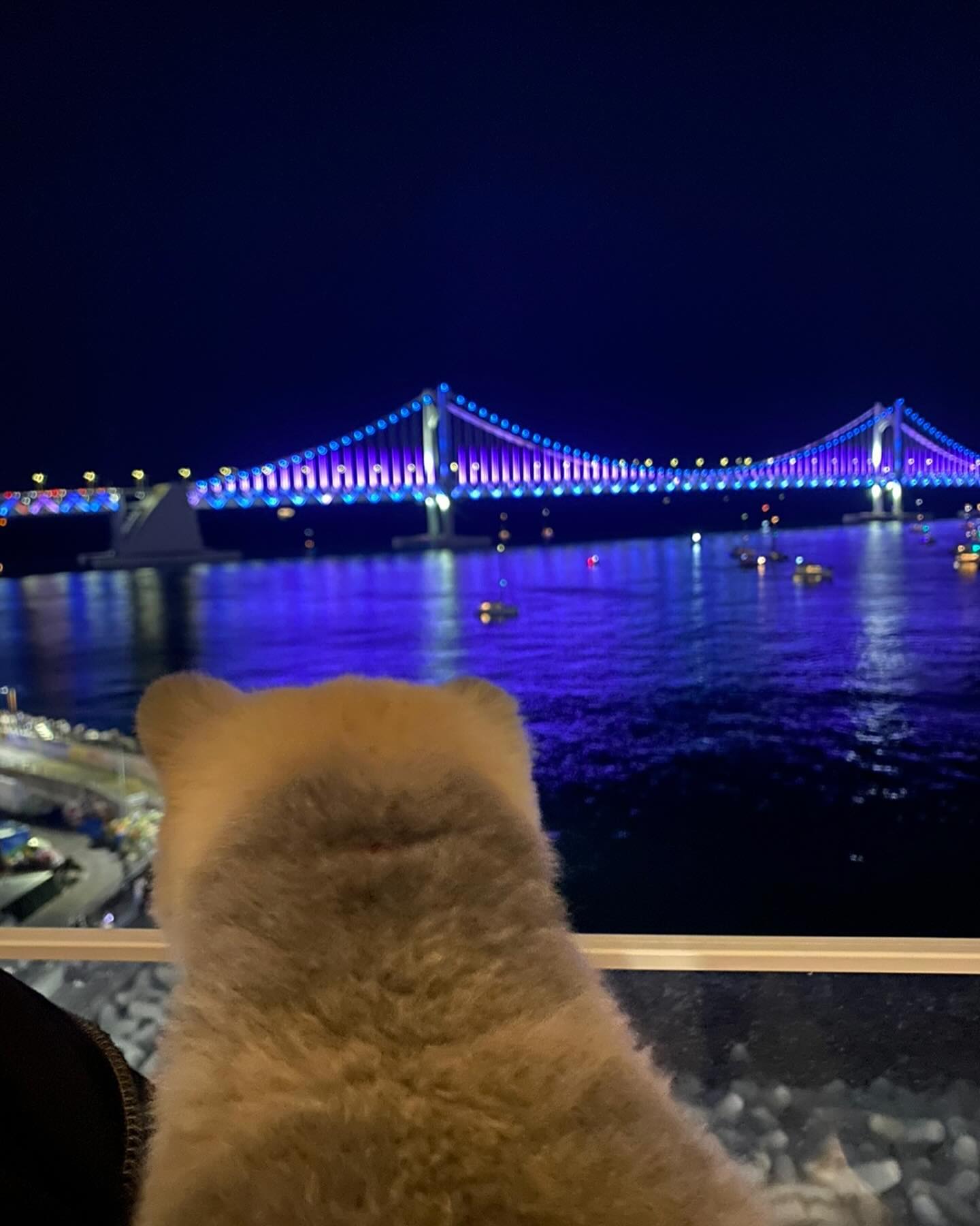 2023년 12월 31일 마무리는 광안리 숙소에서 🩵
두번째 사진 케이크 잘 보면 🐶 멍청이 🐶 도 있지용
언니들따라 논다고 지쳐서 곤히 낸내 😴😴〰️

#부산 #광안리 #광안리해수욕장 #부산애견동반 #부산애견동반숙소  #광안리애견동반 #멍스타그램 #일상 #멍팔