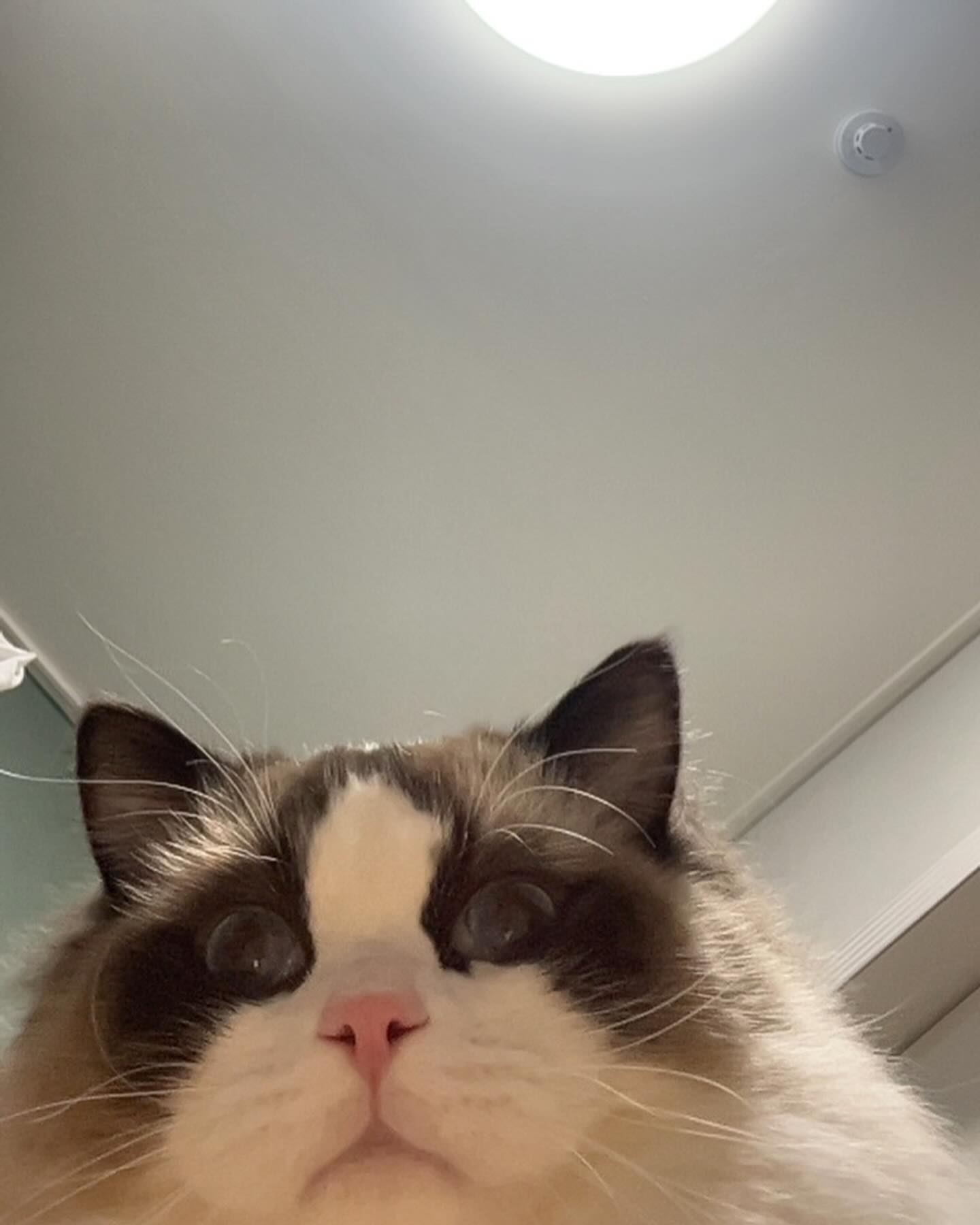 정또리