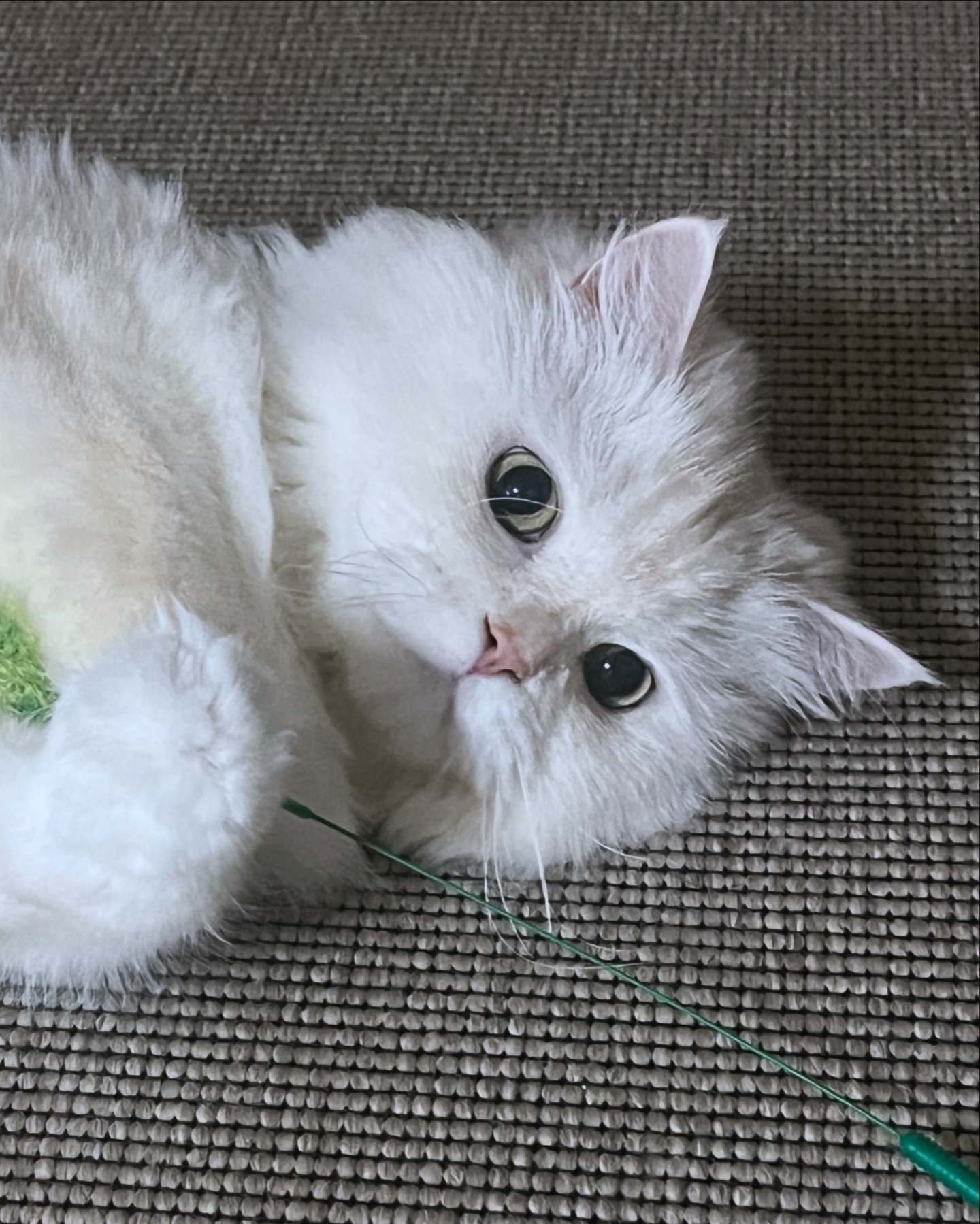 내 사랑 가루🐱💛 
일케 귀엽고 이쁜고양이가 또있을꽈~🫶