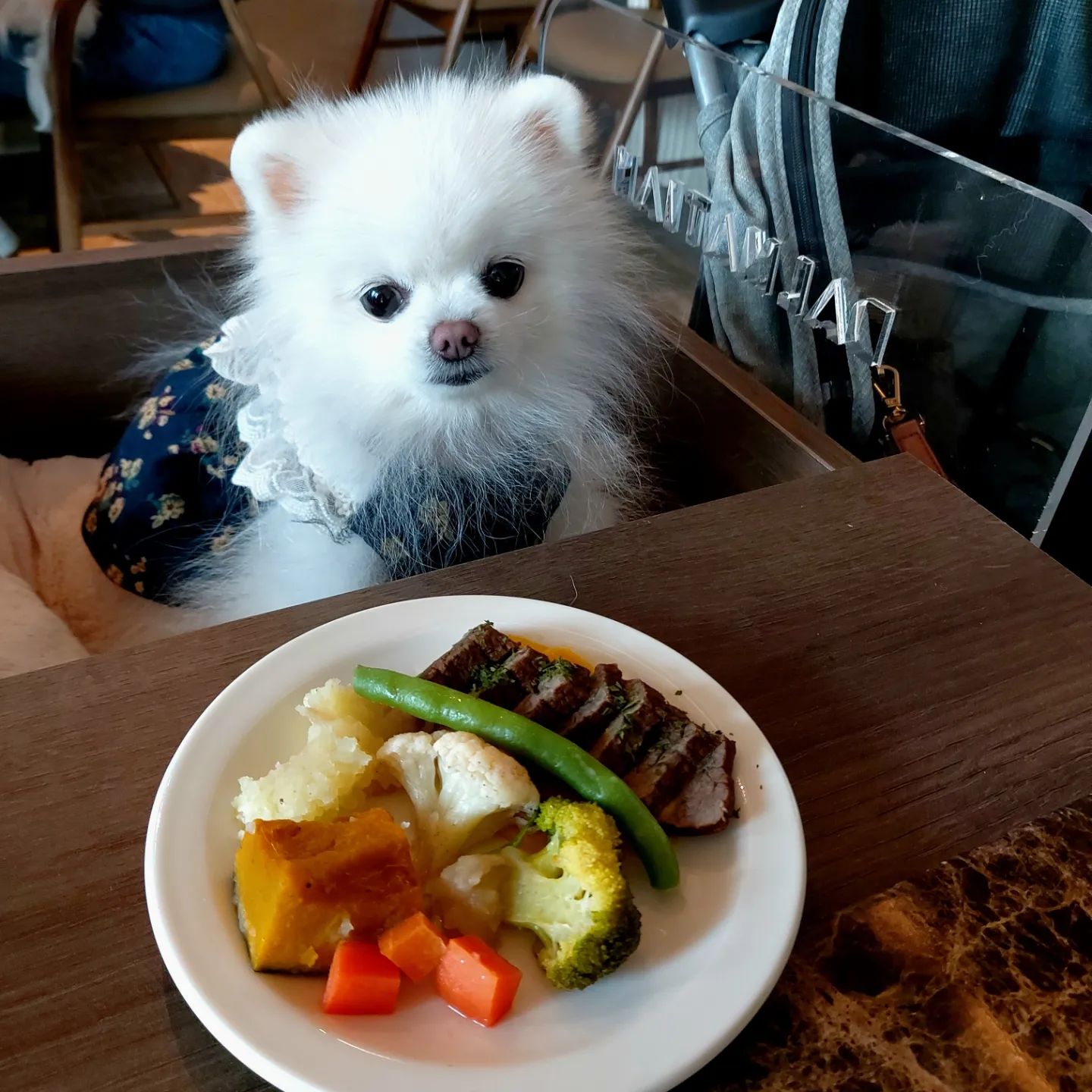 드레스 입고 소고기 스테이크 먹기 (🐶메뉴)