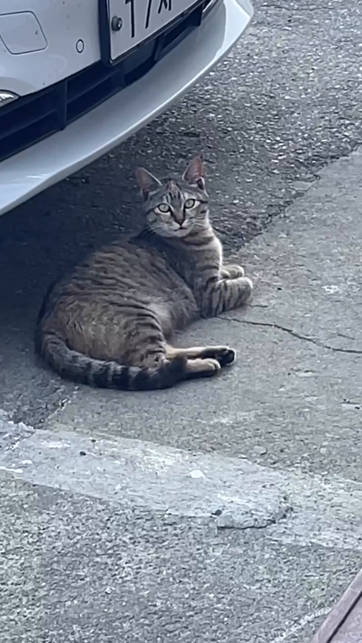 내가 고양이 말을 하는 걸까
냥이가 사람말을 알아듣는걸까 🐈🥰
고양이는 귀여워🥹

#고양이 #고양이일상 #고양이그램 #고양이스타그램 #고양이집사 #고양이짤 #고양이사랑 #길냥이 #귀여운길냥이