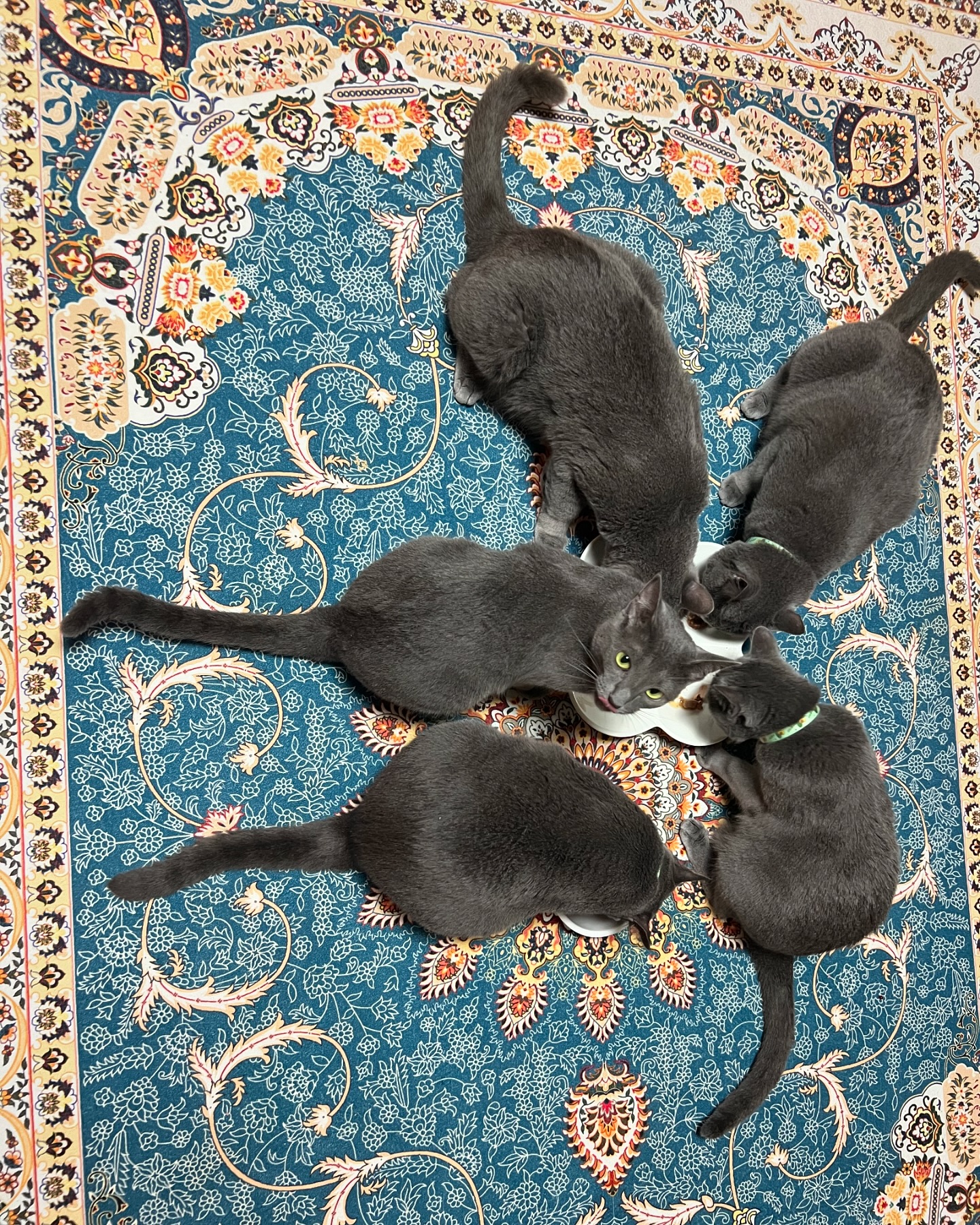 캔 먹는 시간

#캔먹는시간 #냥이가좋아 #러블 #러시안블루 #고양이 #猫 #ねこ #cat