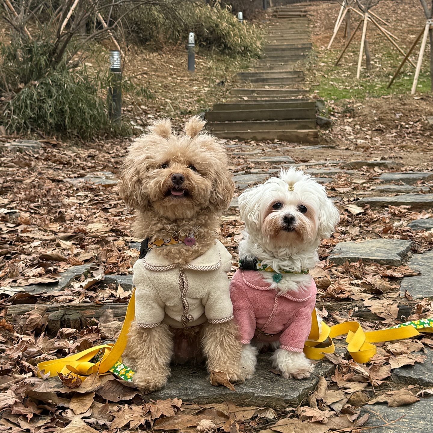 올해엔 산책 더 많이하자🤎🤍