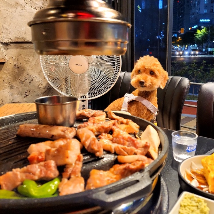 불티 부전역 전포 애견동반식당 소 돼지 갈비 신상 맛집