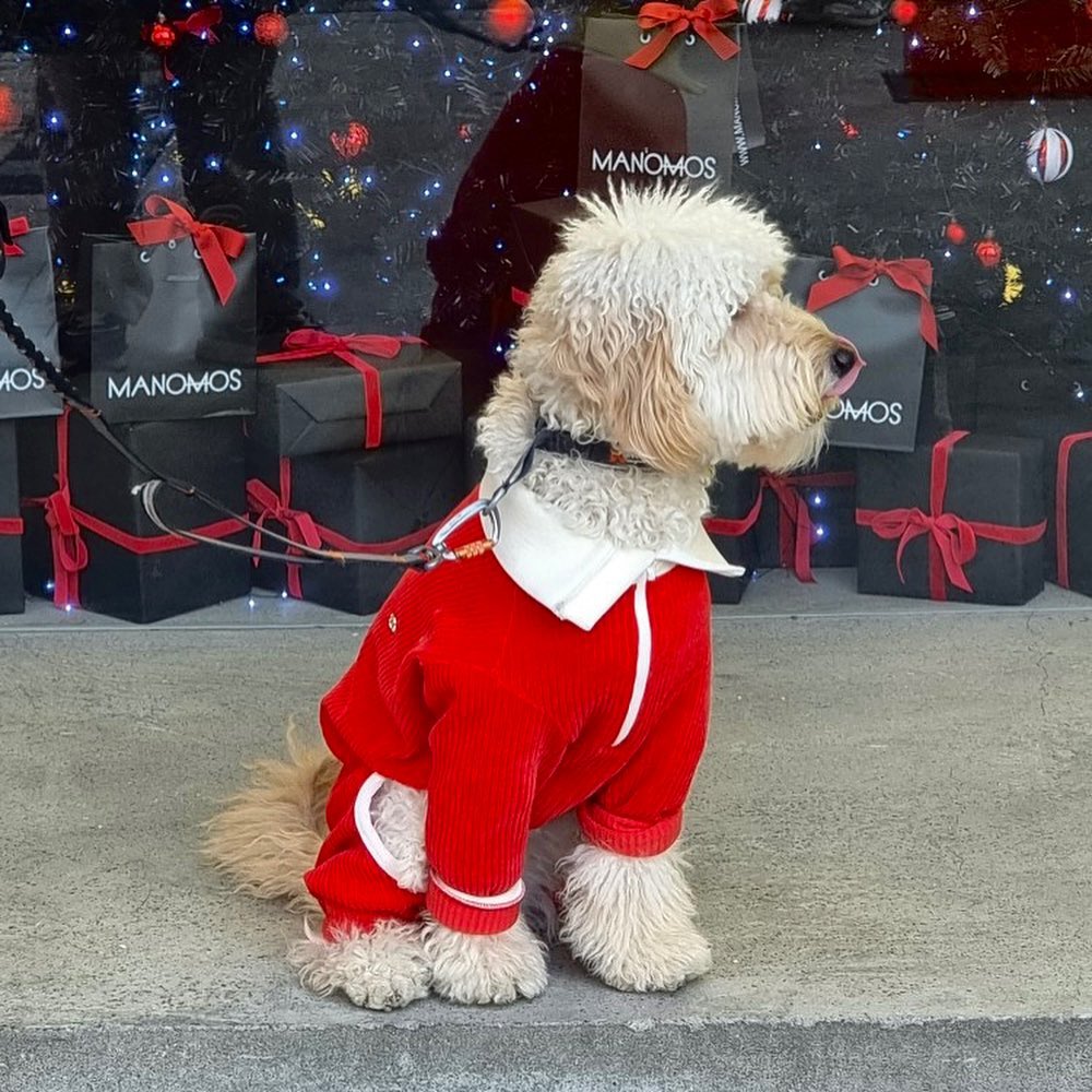 #happy#christmas ✨🎄
햅쀠크리스마스 연휴 🐶