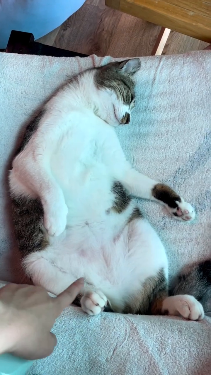 자이언트 고양이😼