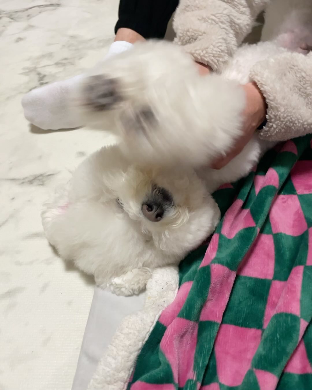 -
마사지 받다가 귀염 터진 푸짐이와
고막 터지게 하는 누나 웃음소리😳
.
.
#푸푸일상