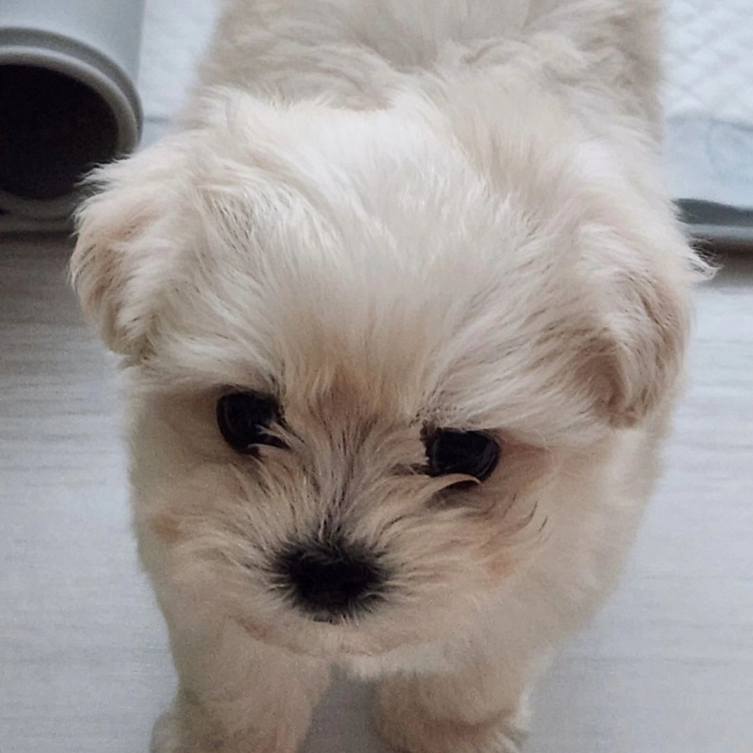 새식구
휘뚜루 마뚜루~ 뚜루뚜뚜
내 이름은 이뚜루😍

#말티푸 #개집사 #아기강아지 #귀여워 #퐁퐁
