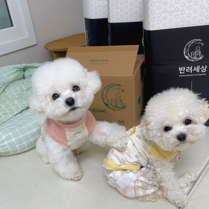 #제품제공 아직도 기저귀 차고 다니는 내 “꼬붕🐶” #내동생
하찮은 아가강아지는 기저귀핏도 졸귀탱이에요🥹
중성화 아직인 멈머라 기저귀 차고 애카도 가고 하는데 역시 반려세상🩷 기저귀도 배변패드도 아쥬 든든해요🫶🏻

petworld_brand #반려세상 #배변패드추천 #강아지배변패드