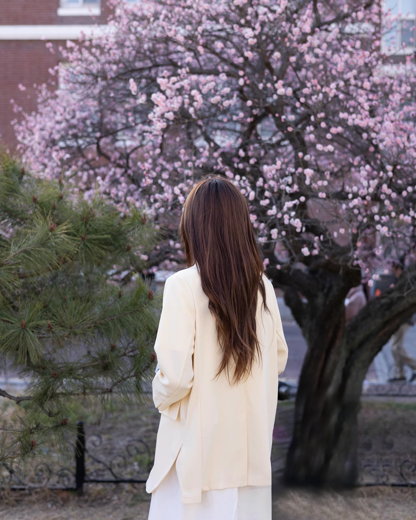 🌸
 ⠀⠀ 
벌써 금요일이네용🌝
요기는 전남대학교 캠퍼스 안인데 
홍매화가 벚꽃보다 빨리 핀다해서 달려가보았어용!
 ⠀⠀ 
몇일만 지나면 활짝 만개할 것 같은 느낌🌷
어제도 사진 찍으러 많은 분들이 오셨더라구용
그리고 귀여운 댕댕이도 많이 오셨답니다 ㅋㅋㅋㅋ🐶
 ⠀⠀ 
모두 행복한 금요일 보내시구
주말에 가까운곳 꽃구경도 가보세용!!🌸🫶🏻
 ⠀⠀