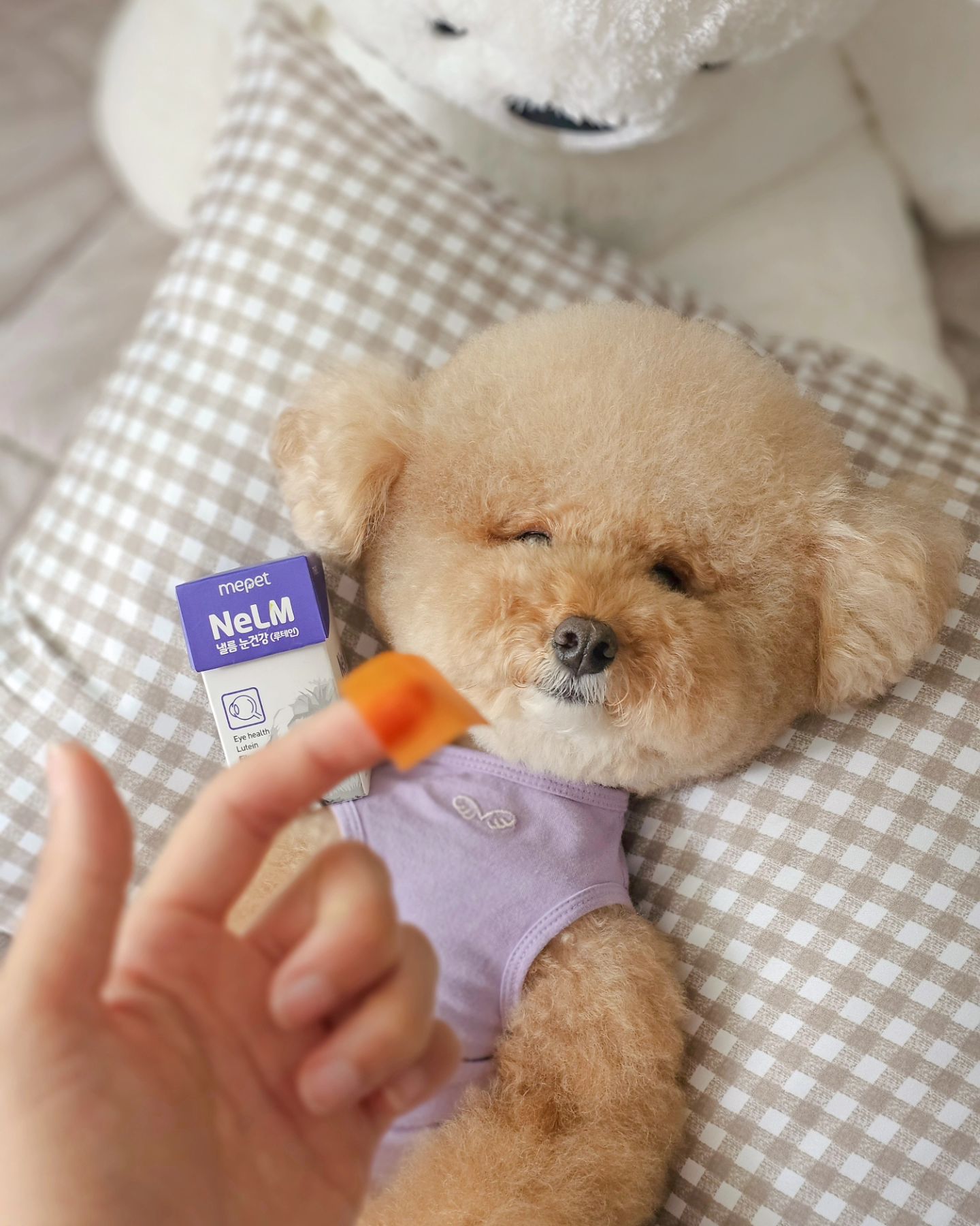 #광고 #미펫 ✨️
간식인가? 이고 왜케 맛있지❔️
낼름낼름 먹기 쉽고 맛있는 낼름 눈영양제👅

초롱초롱 눈 건강을 위해 영양제는 필수👀
울 마이 죽을때까지 까만눈동자 유지해 보자❕️

- 필름형으로 체내 흡수율을 극대화 시킨 프리미엄 영양제
- 빛과 열로부터 보호하기 위한 비틀렛 공법의 루테인 원료 함유
- 눈건강과 시력유지에 도움이 되는 프로비타민A (베타카로틴) 

낼름 영양제는 눈 외에도 장, 관절, 피모, 구강 등 다양🤍
낼름 하루 1매로 건강 챙기자구요💪🏻//
mepet_official

#낼름 #강아지영양제 #낼름영양제 #강아지대통령 #강대체험단 #강아지눈영양제 #강아지눈건강
#마이🐾#poodle#푸들#크림푸들#푸들스타그램#강아지#댕댕이#강아지그램#펫스타그램#멍스타그램#견스타그램#강아지모델#멍팔#댕팔#멍팔맞팔#반려견#예쁜강아지#귀여운강아지
#푸들은사랑입니다#사지말고입양하세요