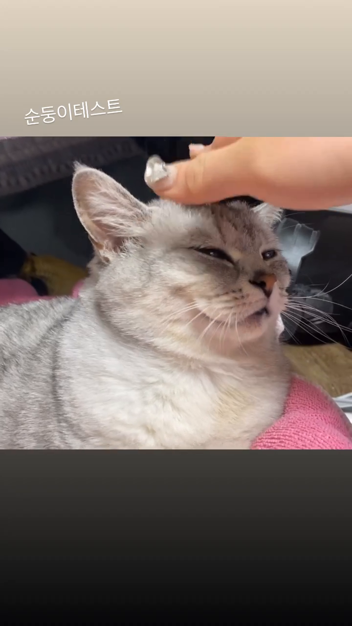 #귀여워 #고양이