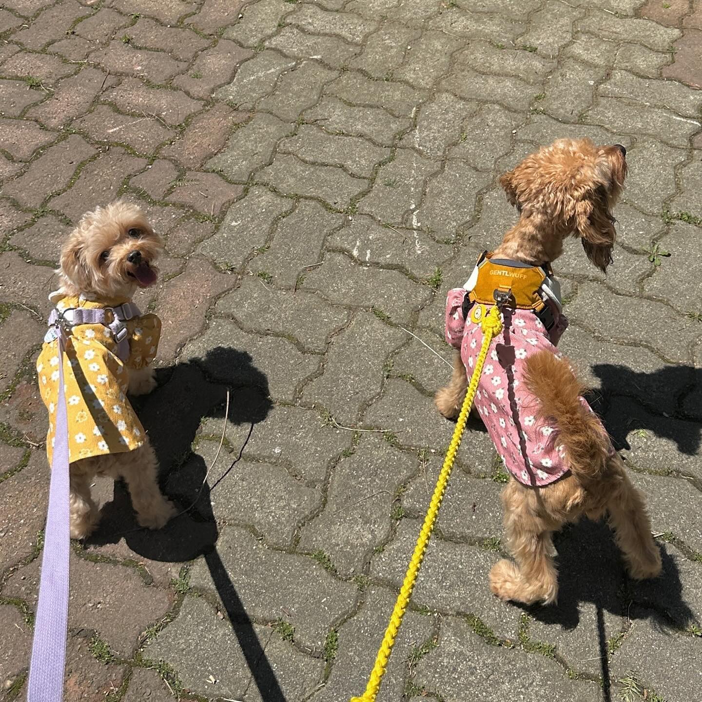#율무 #유자 🧸🍊

산책길이 푸릇푸릇한걸 보니 여름이 다가오는중🌳☀️
엄마는 진드기 붙을까 바닥만 보며 걷고😅 

율무랑 유자랑 커플룩 입고 동네 산책했어🐾🍃

항상 걷다가 뒤돌아서 웃는 얼굴로 엄마가 잘 따라오는지 확인하는 율무랑
까만귀 휘날리며 뒤도 안 돌아보고 직진하기 바쁜 유자🤣