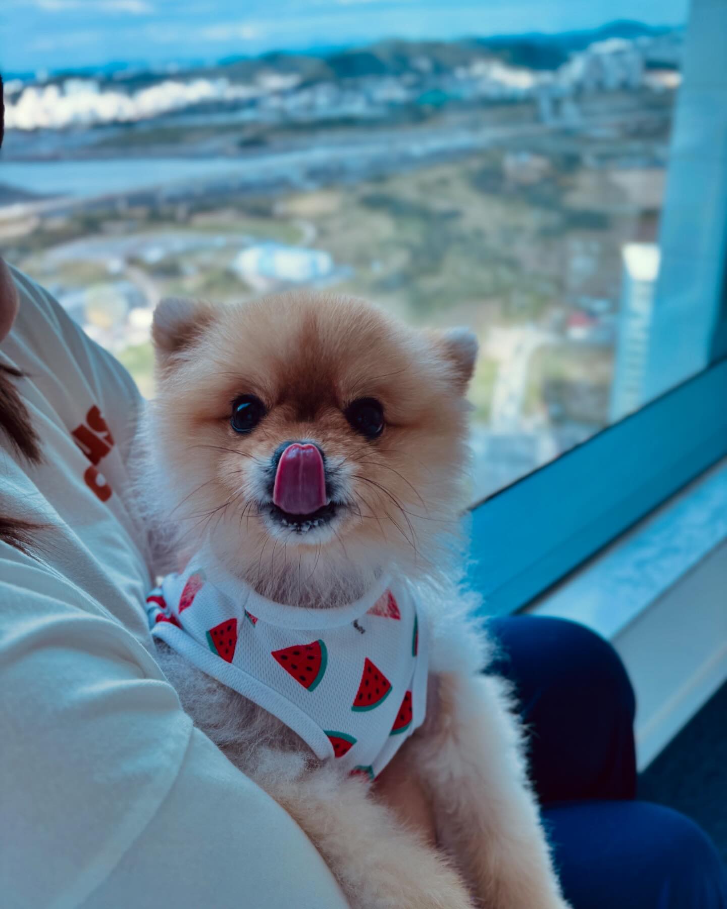 내사랑 강뽀삐🐶💟🍉

#포메라니안 #꼬순내 #껌딱지