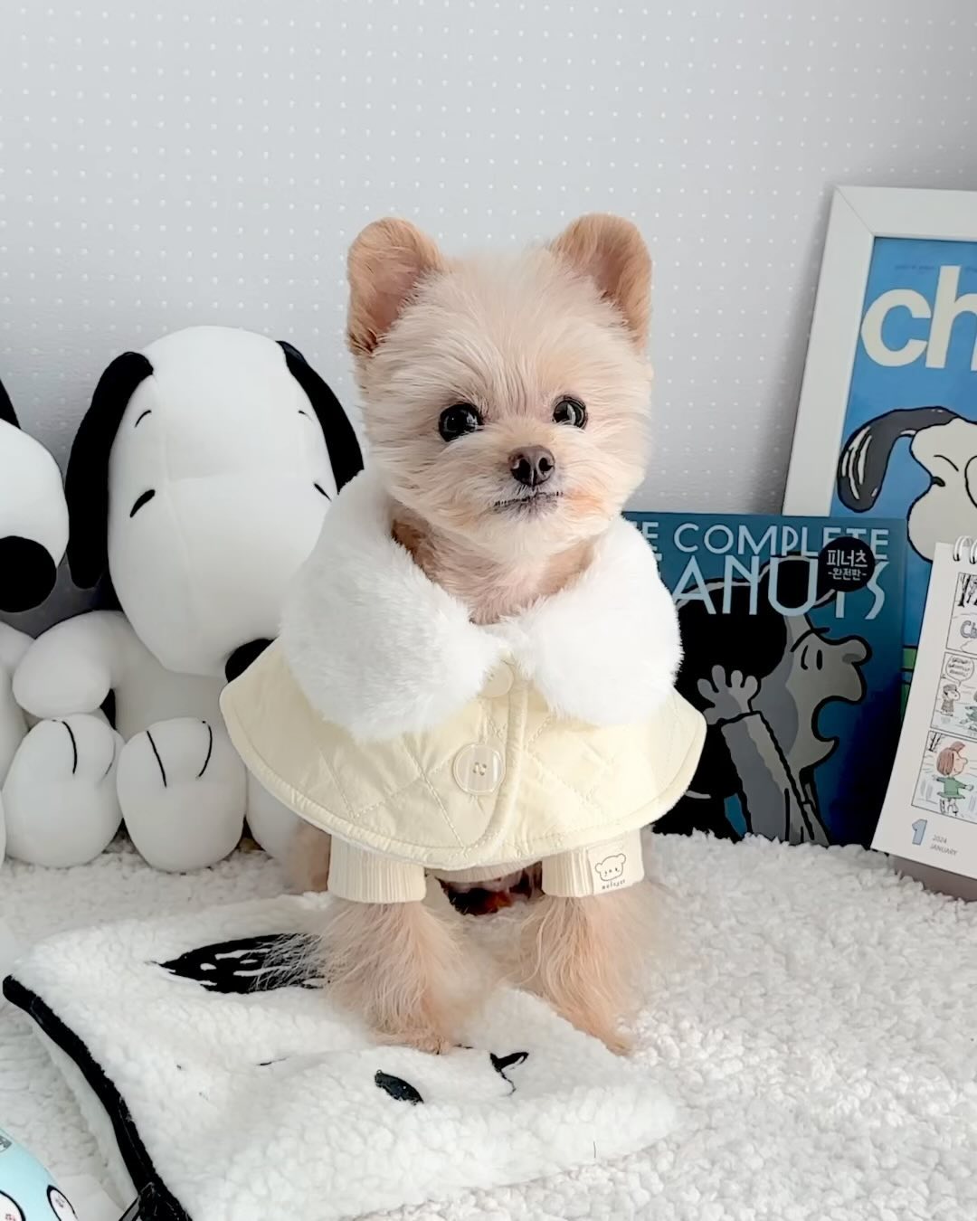 ⠀ 
우리집 아잉좌 잔망르네 🐻✨
예쁜 케이프 입혀놨더니
번쩍 못하고 한껏 짧아진 아잉..😝

새로운 산책착장 입어봤는데 어때요?
요 케이프 하네스 마음에 쏙들어서
달달이들 같이 단체룩으로 맞출예정 🤍

/ 르네 🍼

🔖 케이프/티셔츠 bboette