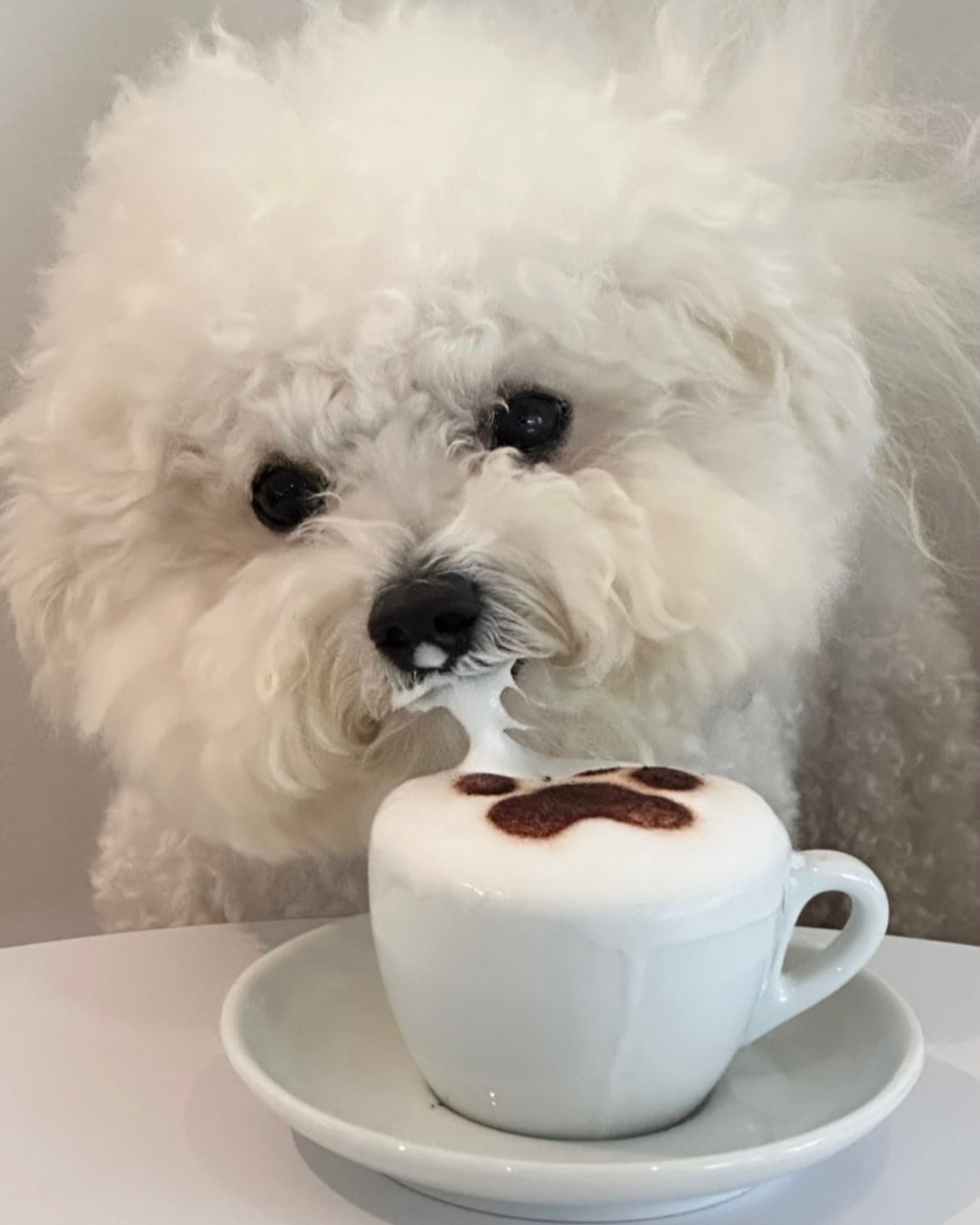 퍼푸치노 홍보대사☕️