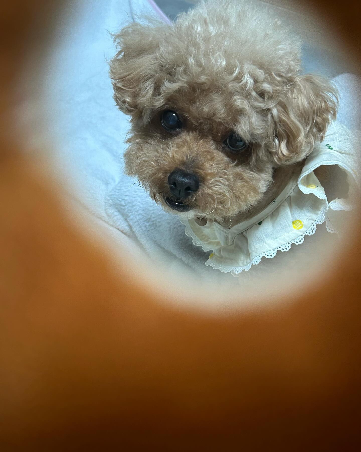 도넛샷 🍩 빨리던지라개22