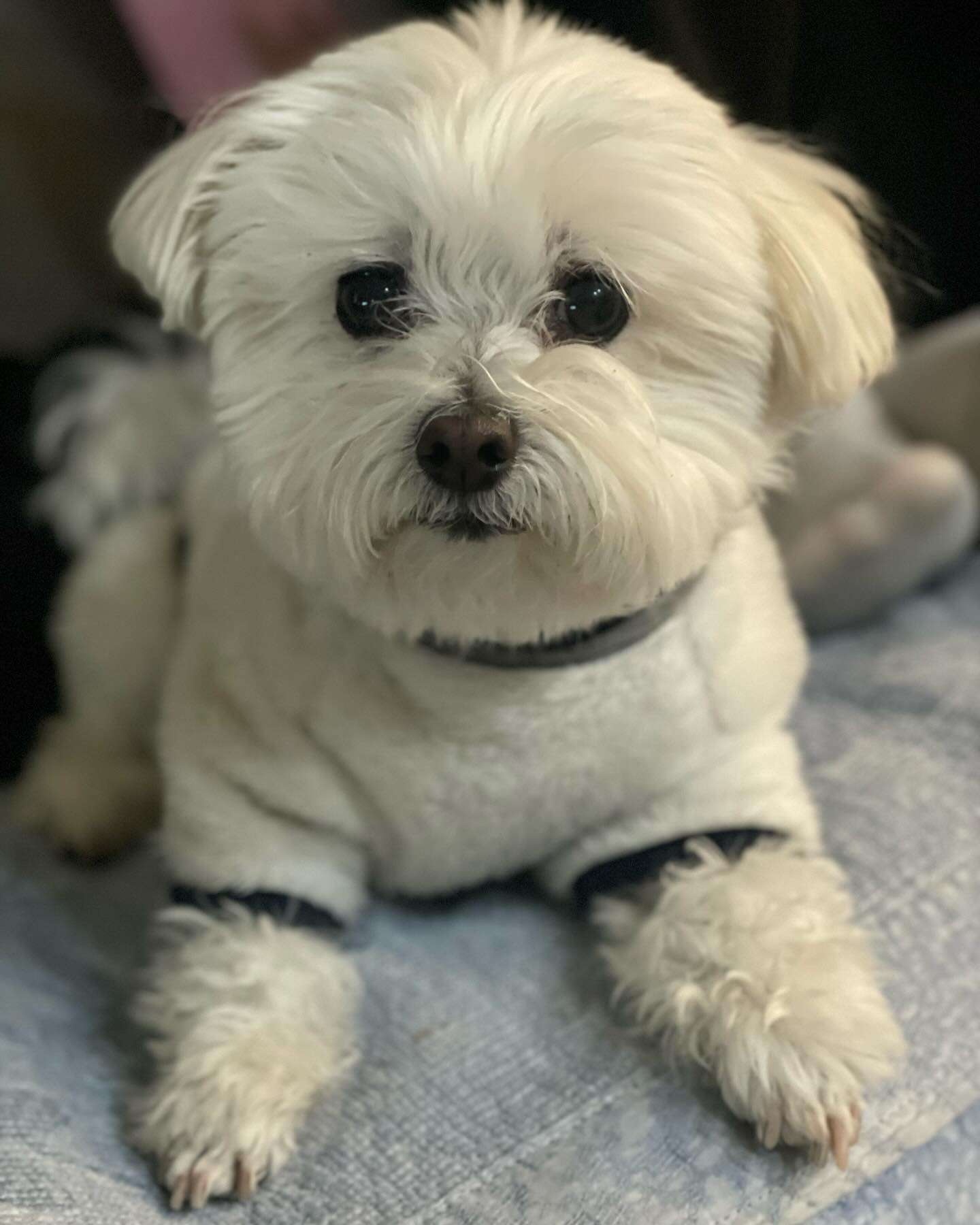 ૮꒰ྀི• ﻌ •ྀི꒱ა
김머털 견생샷 찍기 실패