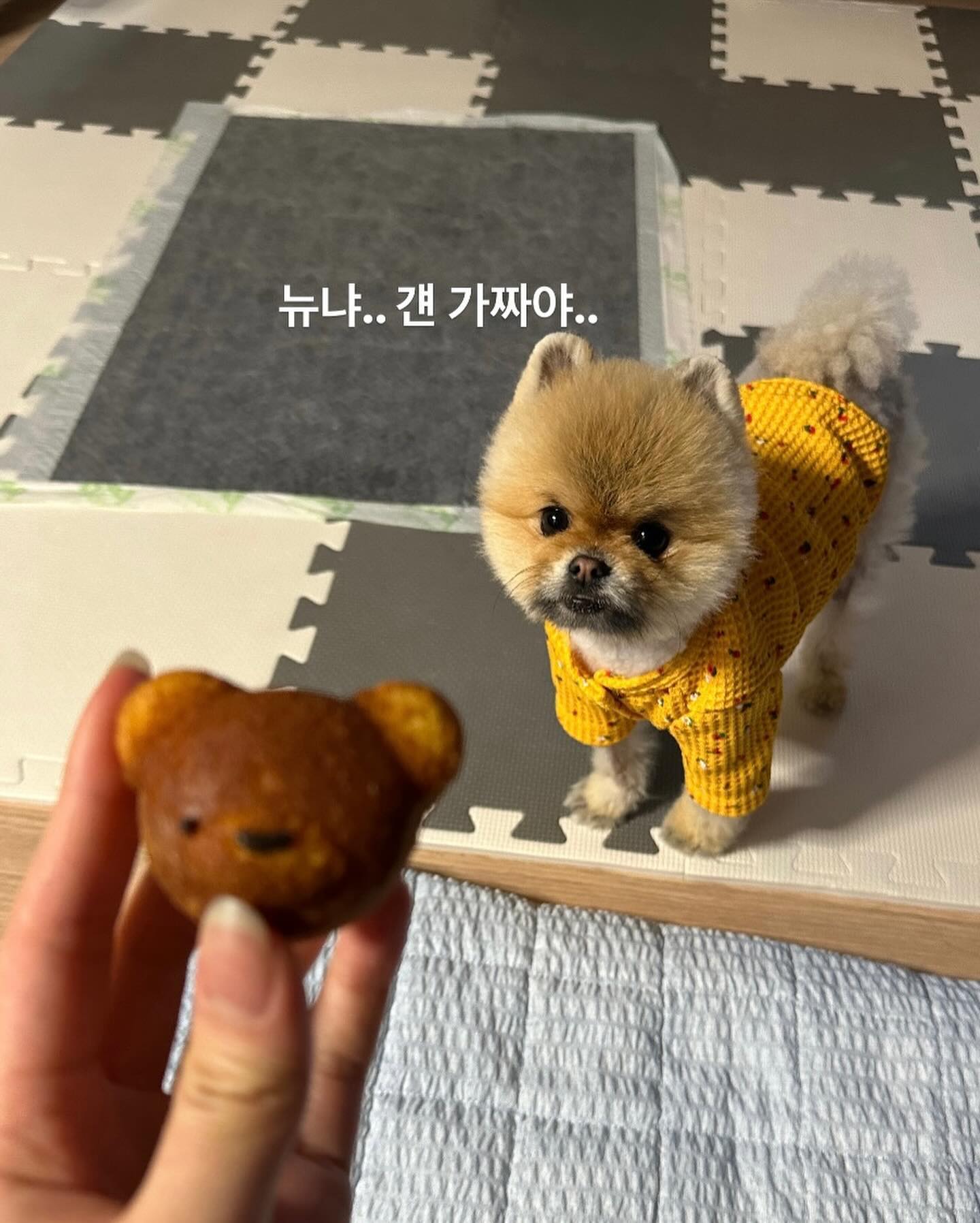 🐻과 🐶 그 사이 어딘가..#끝까지보세요👀