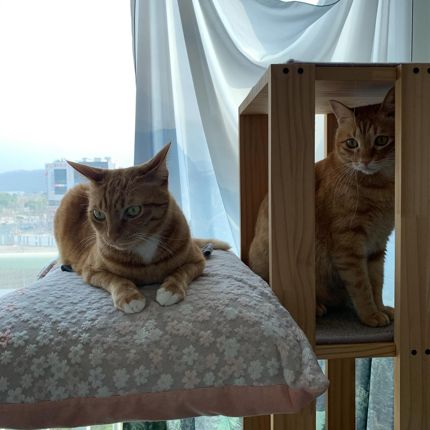 치열한 캣타워 쟁탈전 🐱🐱