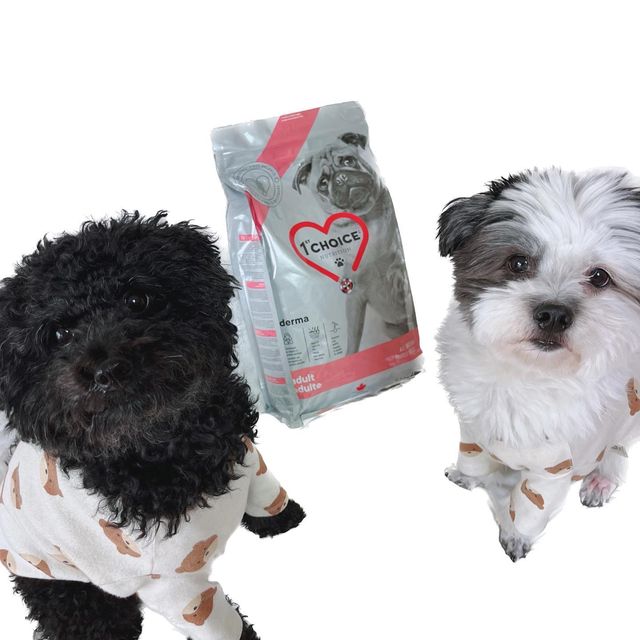 팬돌이 코르🐶 on Instagram: "🐶코르먹방 연어🐟와 고구마🍠!! 코르의 최애 두 가지를 주원료로 한 사료라니… 안 좋아할 수가 없자냐💓 #퍼스트초이스 그레인프리 연어는 오메가 3,6,7 지방
